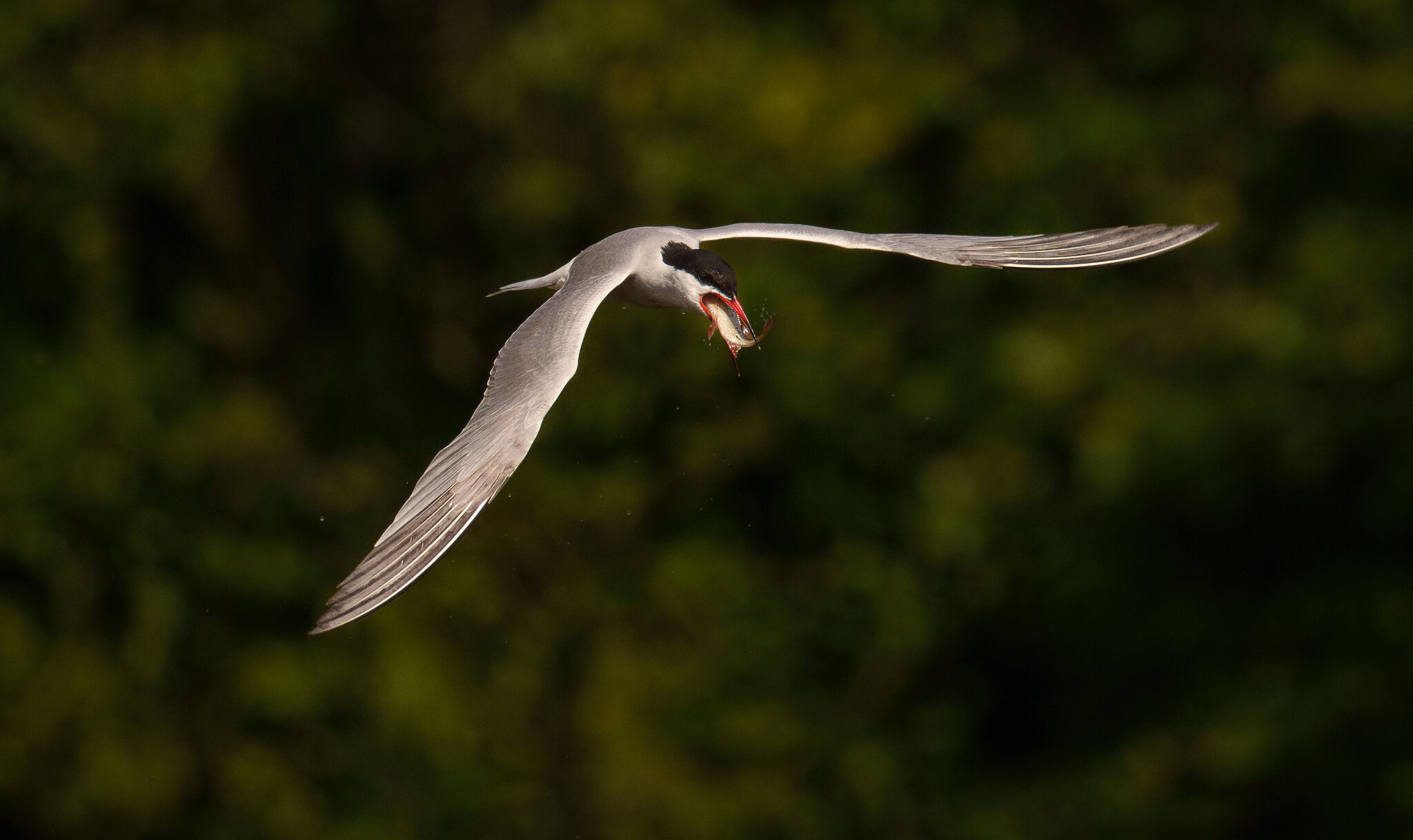 Common tern  (1 of 1)-2.jpg