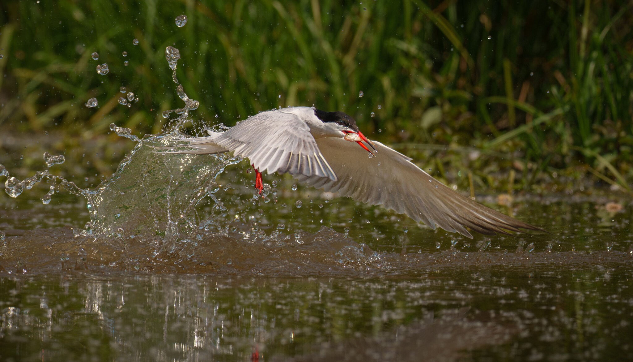 Common tern  (4 of 5).jpg