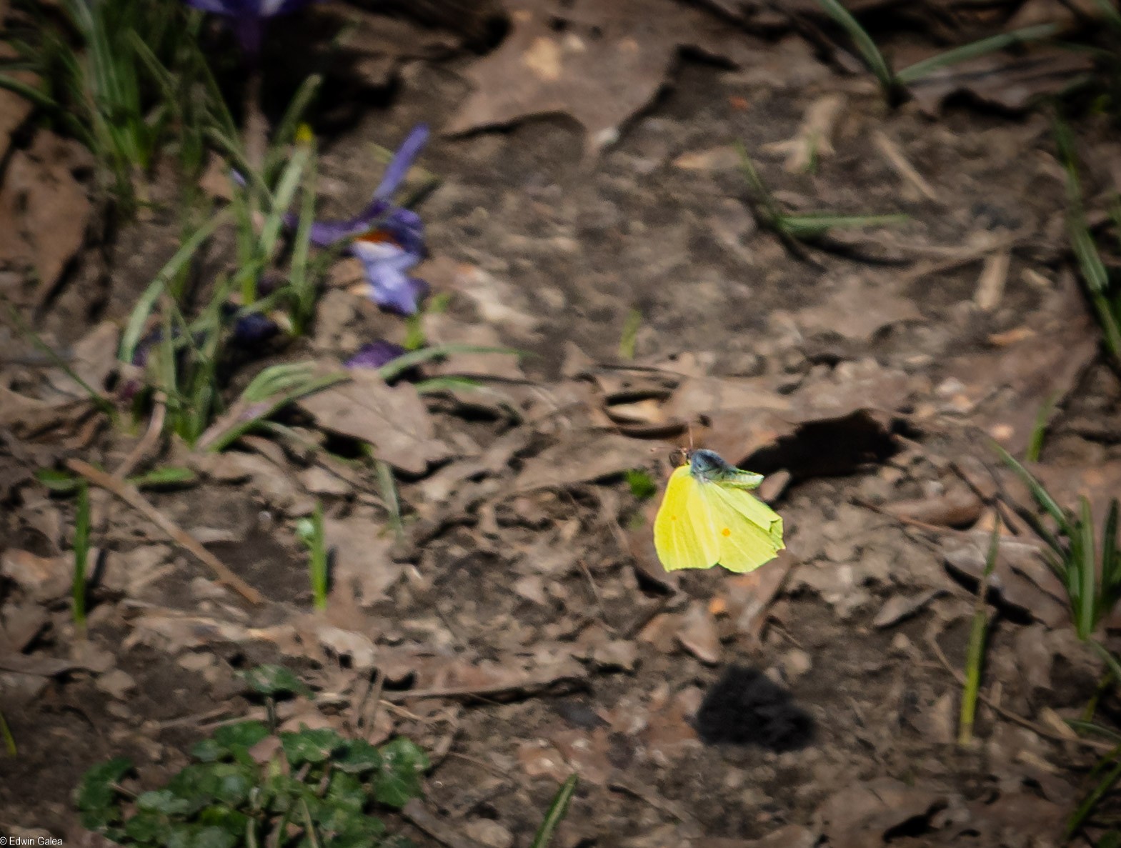 common_brimstone_butterfly_oxleys_wood-4.jpg