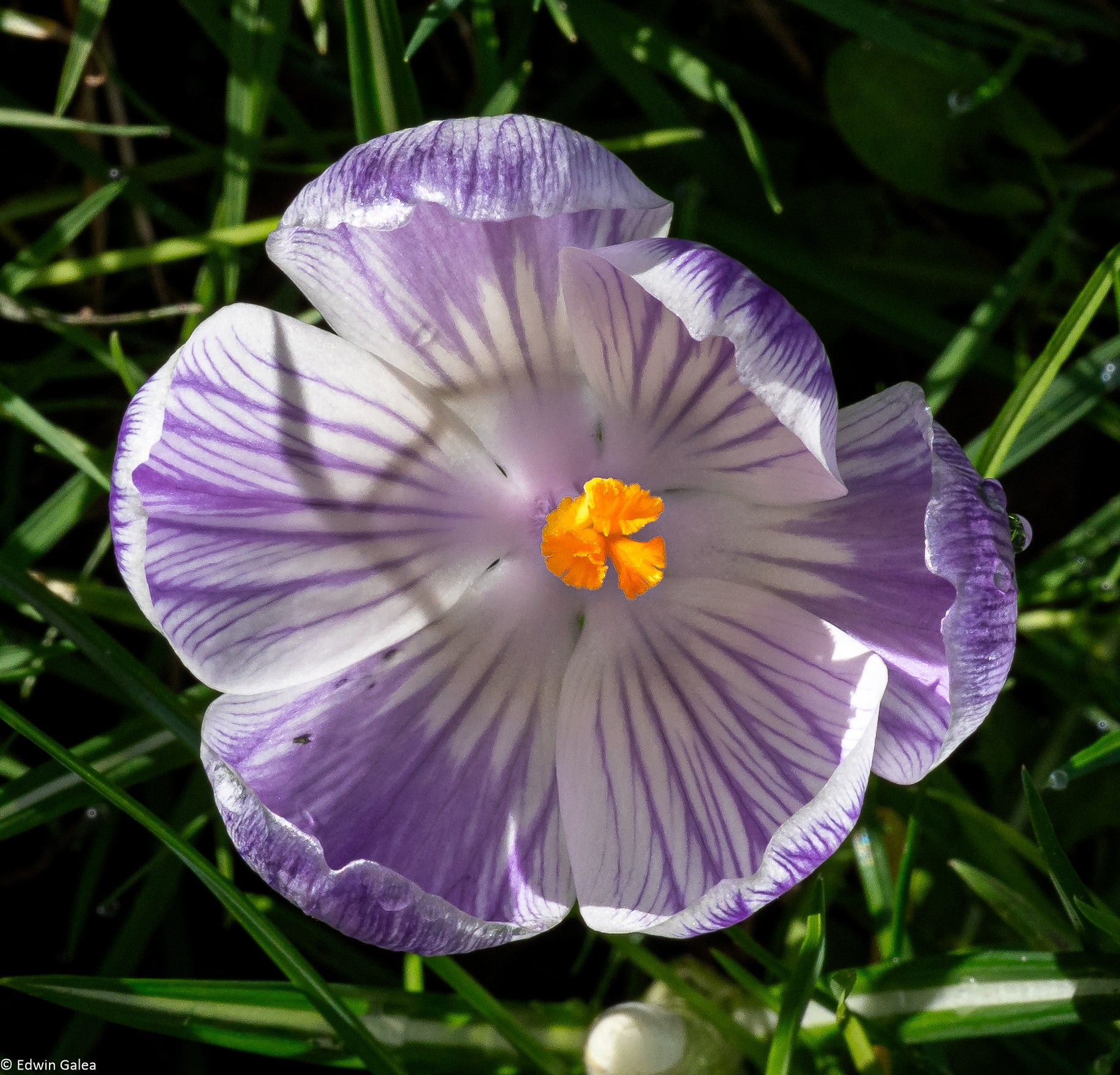 crocus-1.jpg