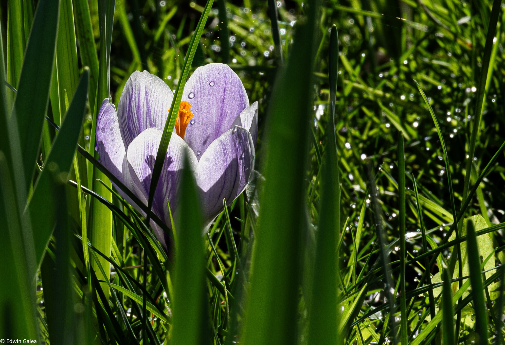 crocus-2.jpg