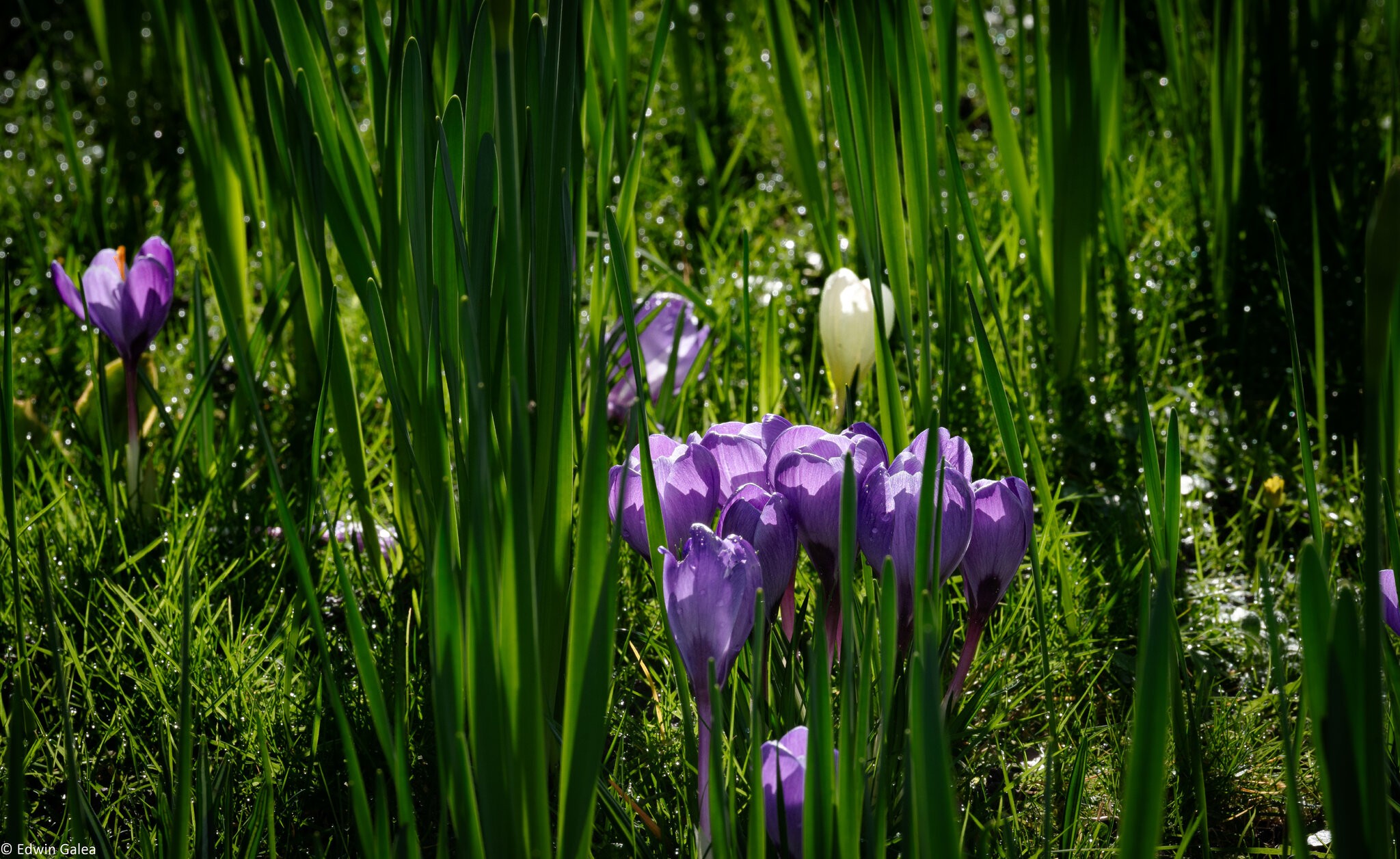 crocus-3.jpg