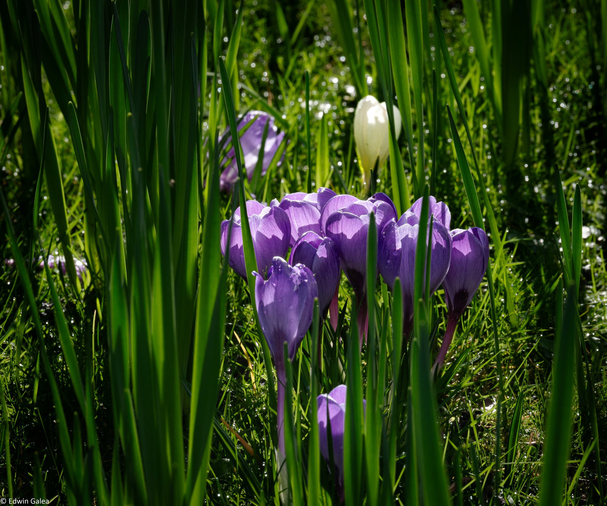 crocus-4.jpg