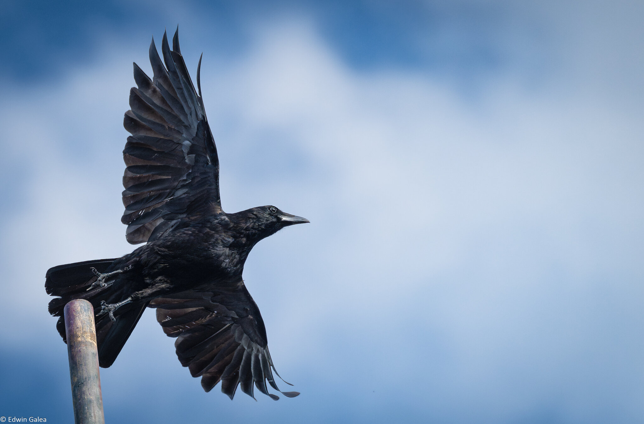 crow in flight-4.jpg