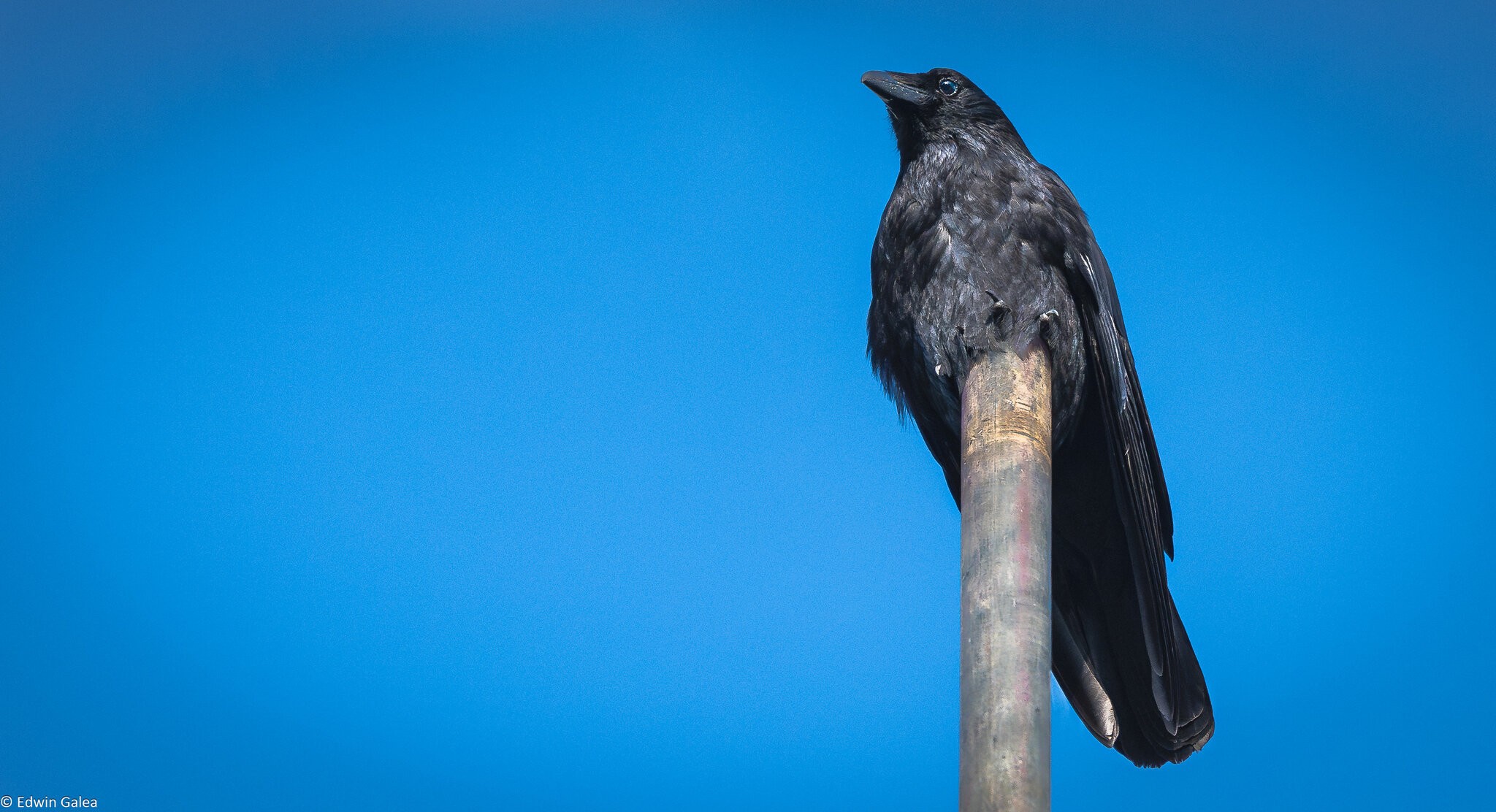 crow on pole-3.jpg