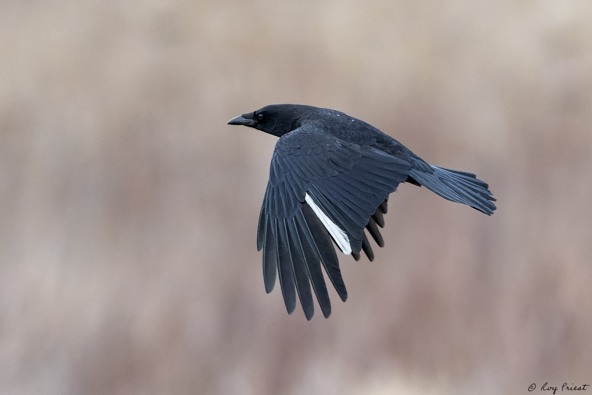 Crow-ROY-A1-2272--Edit.jpg