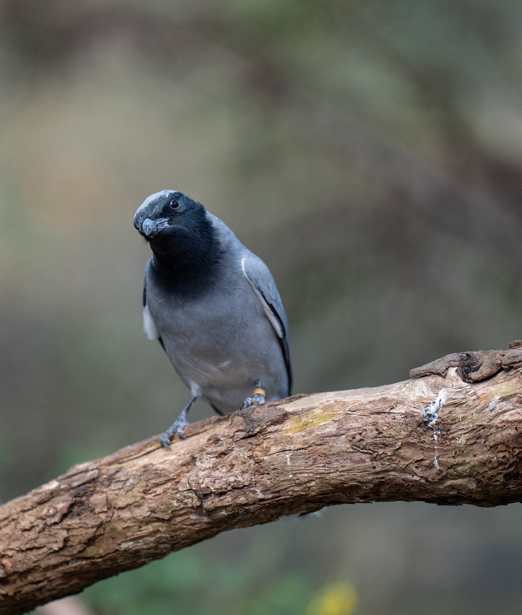 CuckooShrike.jpg