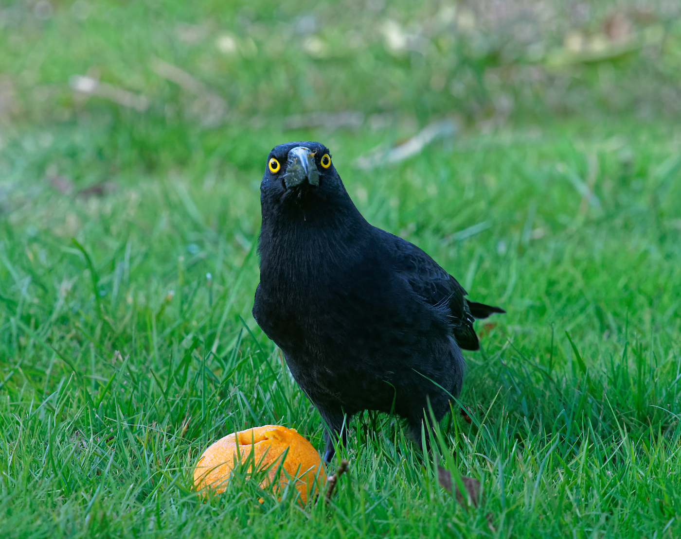 Currawong hollowing orange (16).jpg