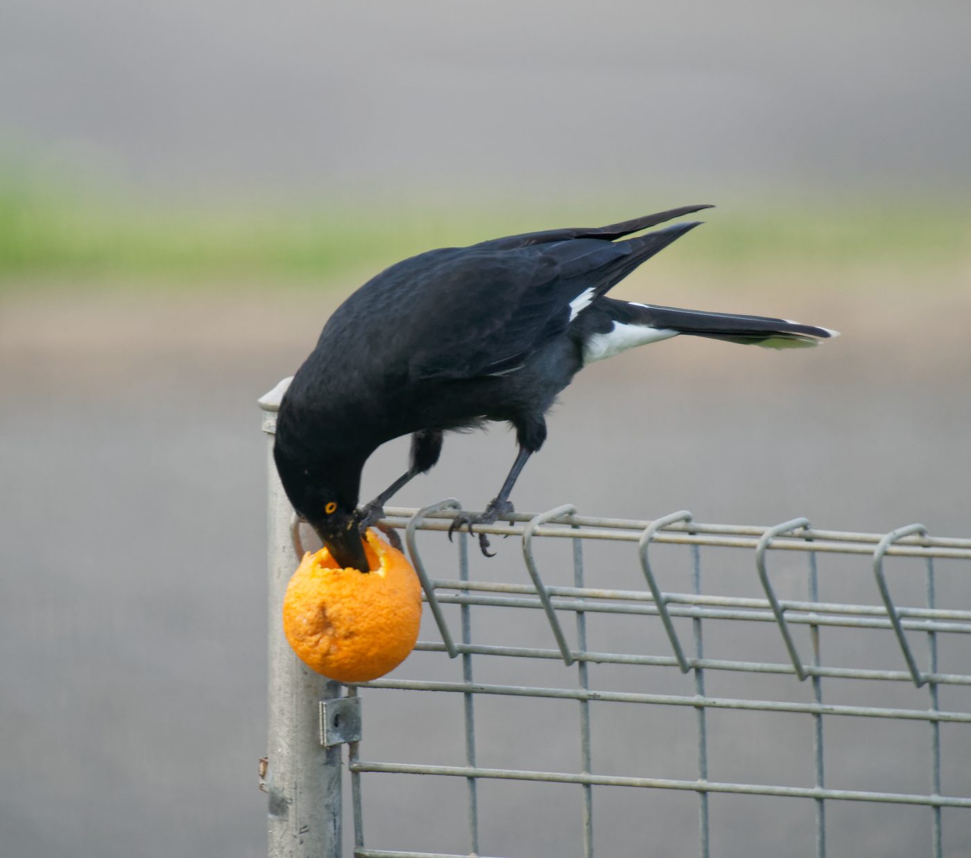 Currawong hollowing orange (2).jpg