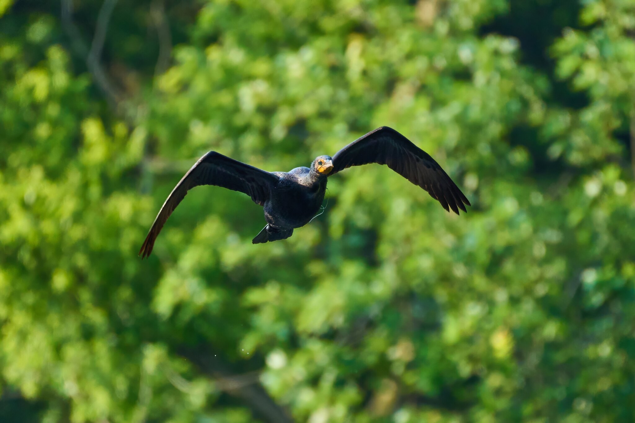 Double-Crested Cormorant - Brandywine - 06182023 - 01- DN.jpg