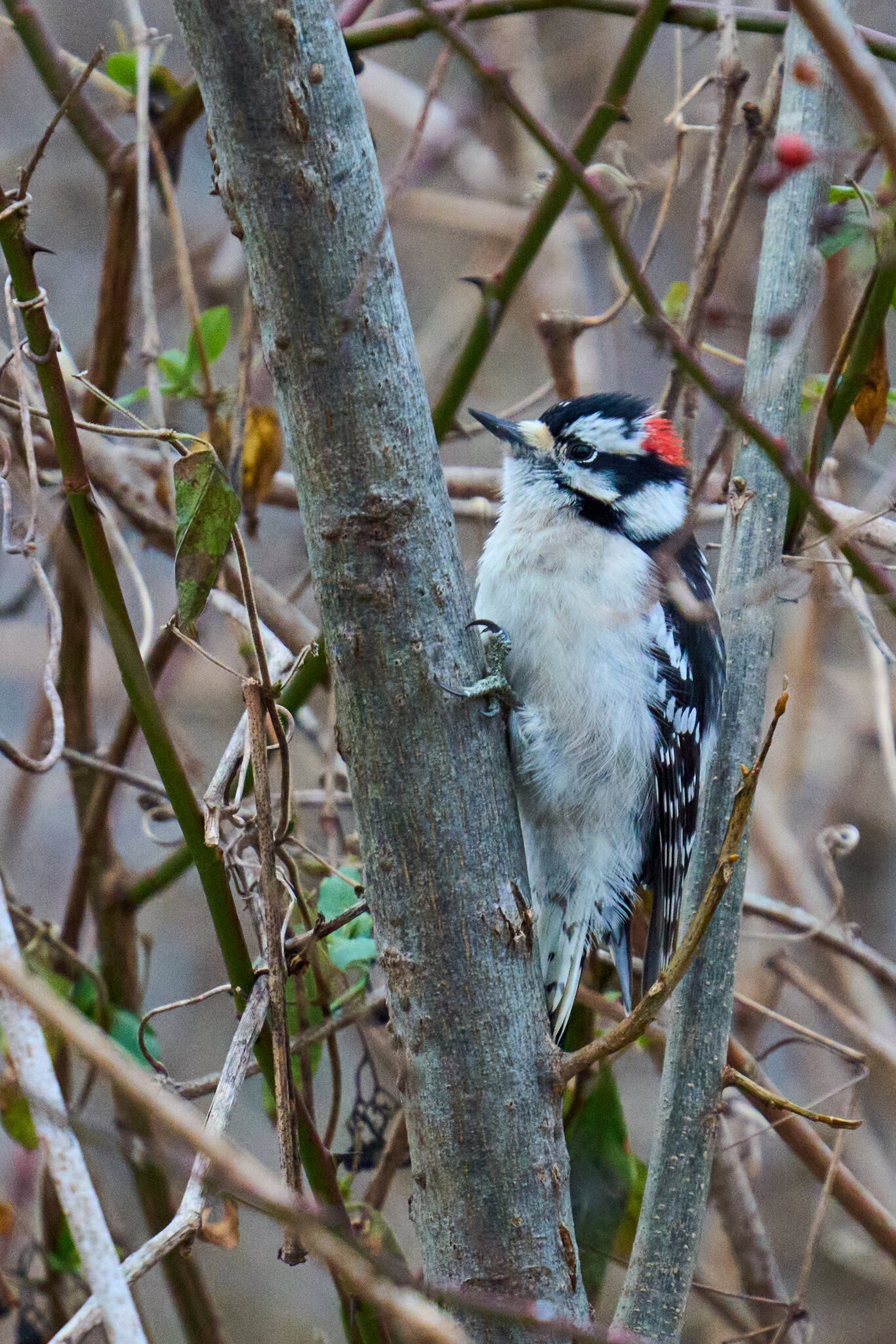 Downy Woodpecker - BCSP TB - 01182025 - 01.jpg