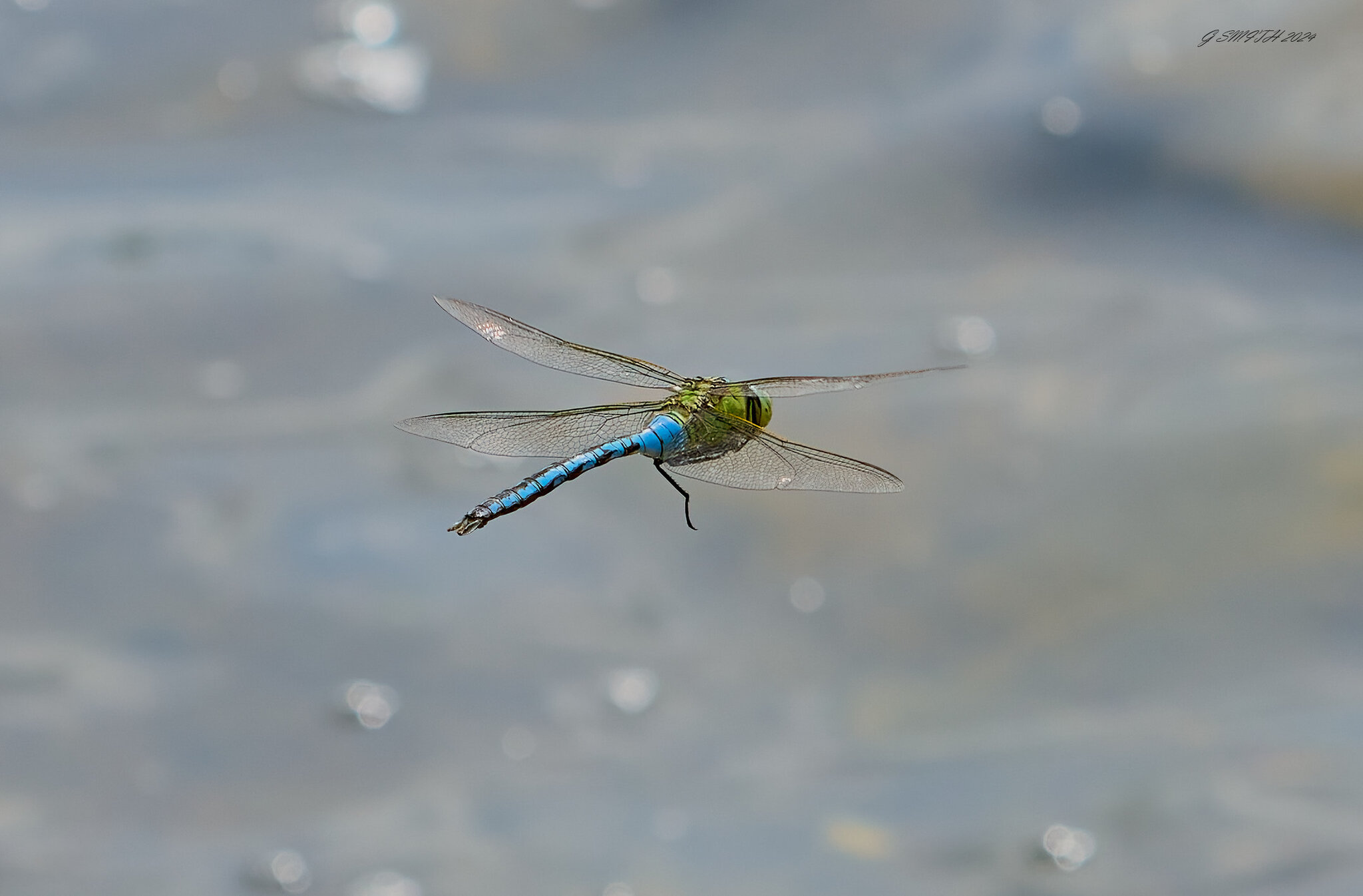 dragonfly 2024 10.jpg