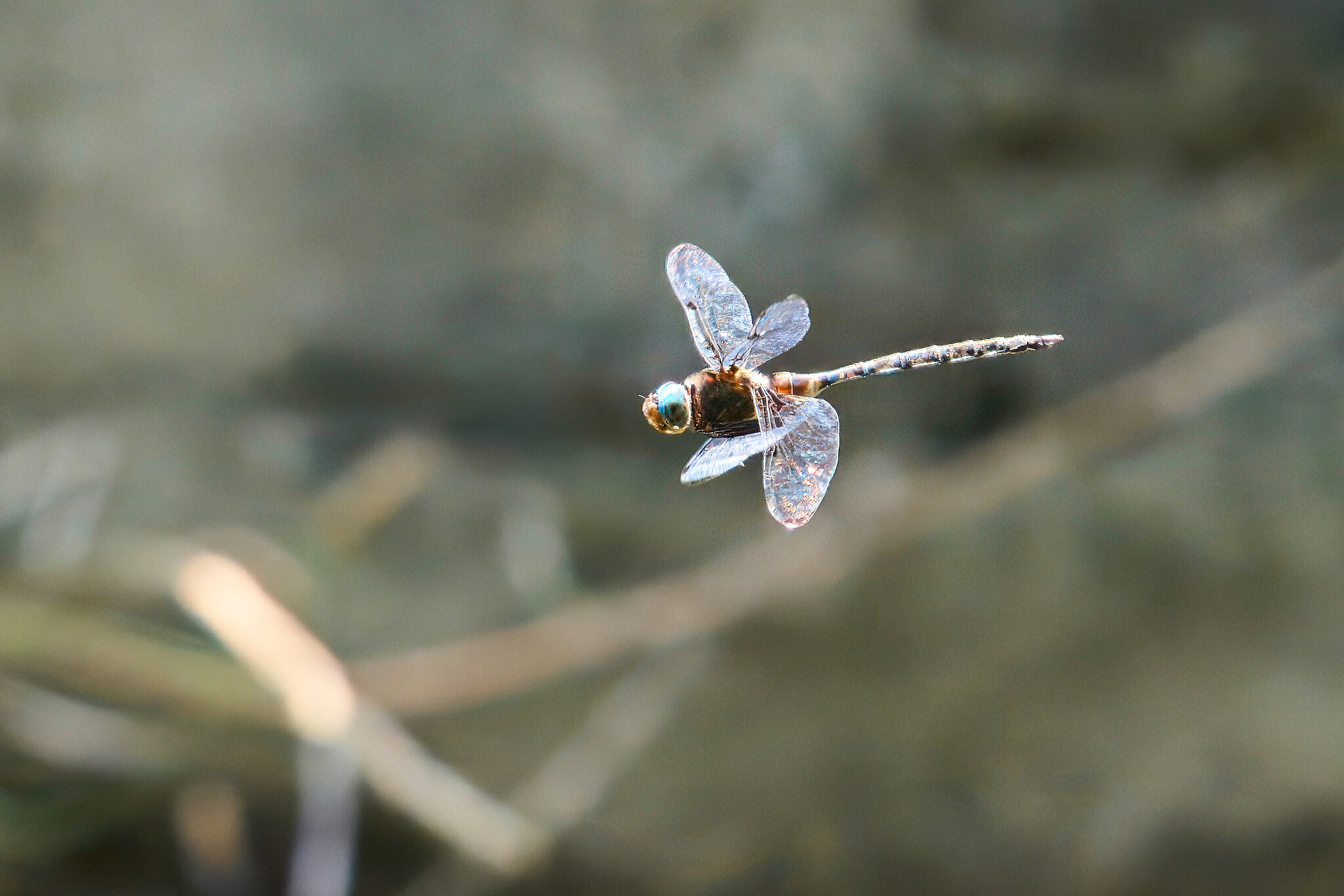 Dragonfly - Brandywine - 07132024 - 03- DN.jpg