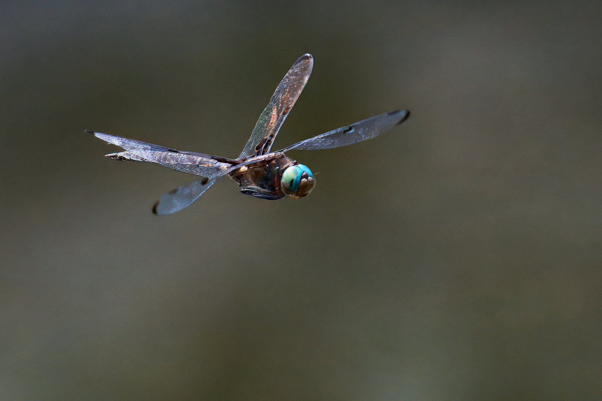 Dragonfly - Brandywine - 07132024 - 12- DN.jpg