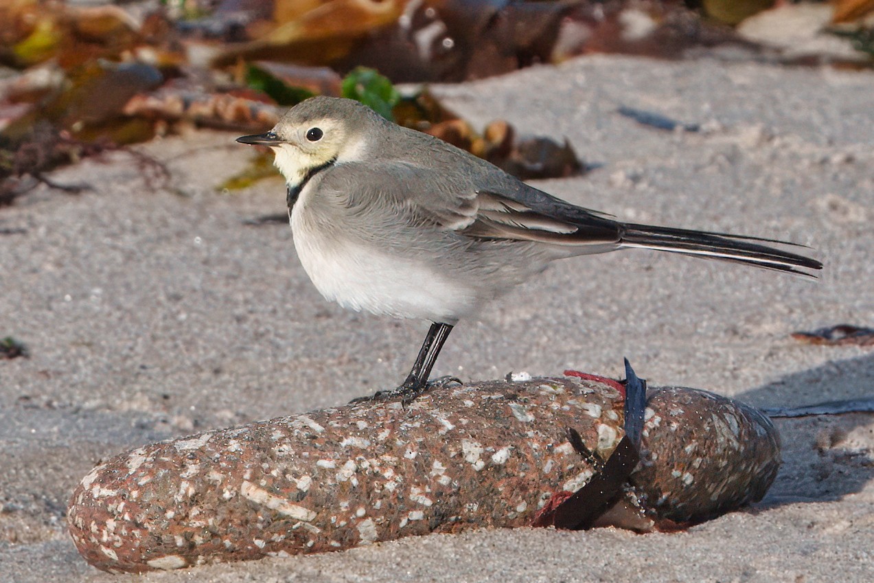 DSC00052 - White Wagtail.jpeg