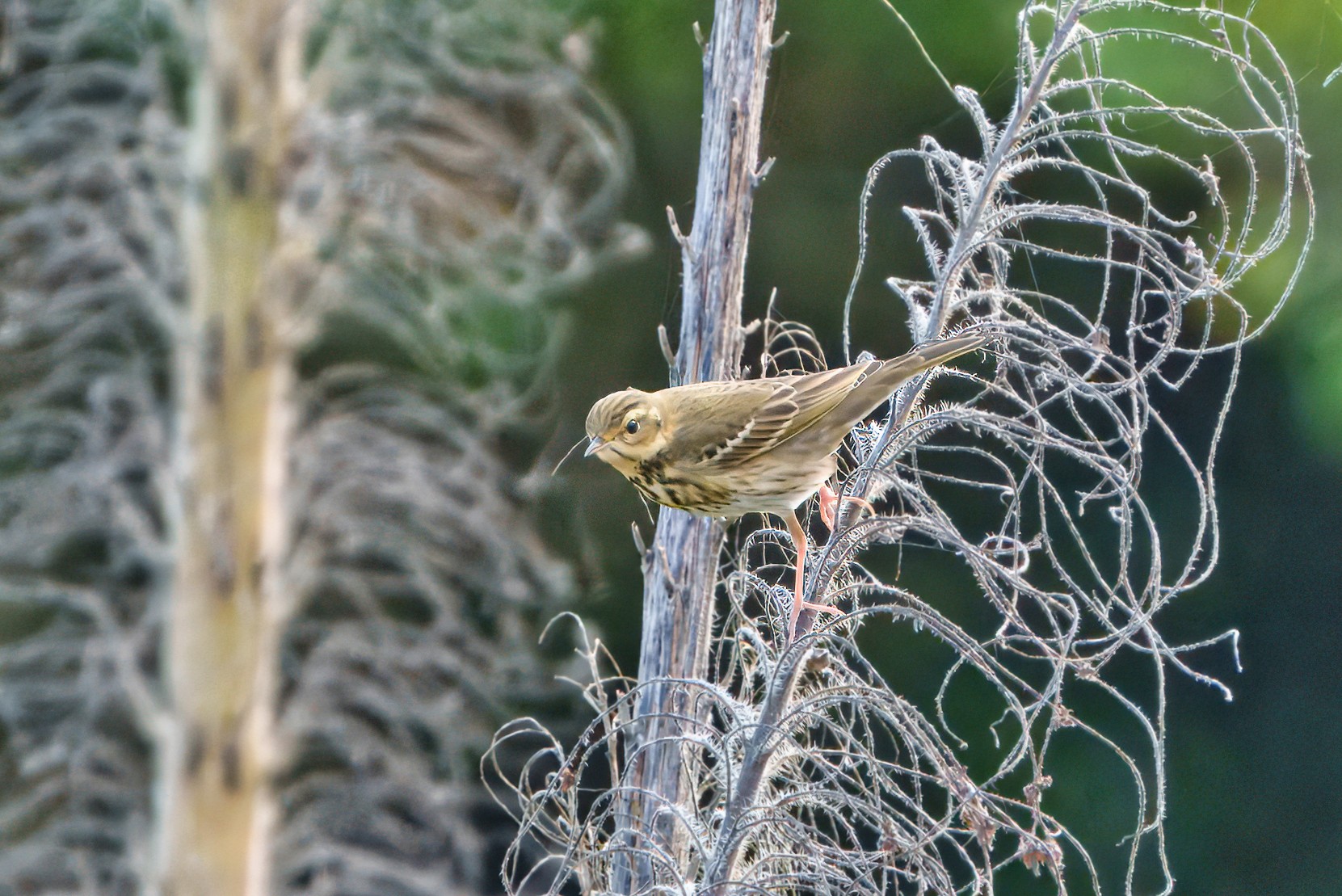 DSC01171 - Olive-backed Pipit.jpeg