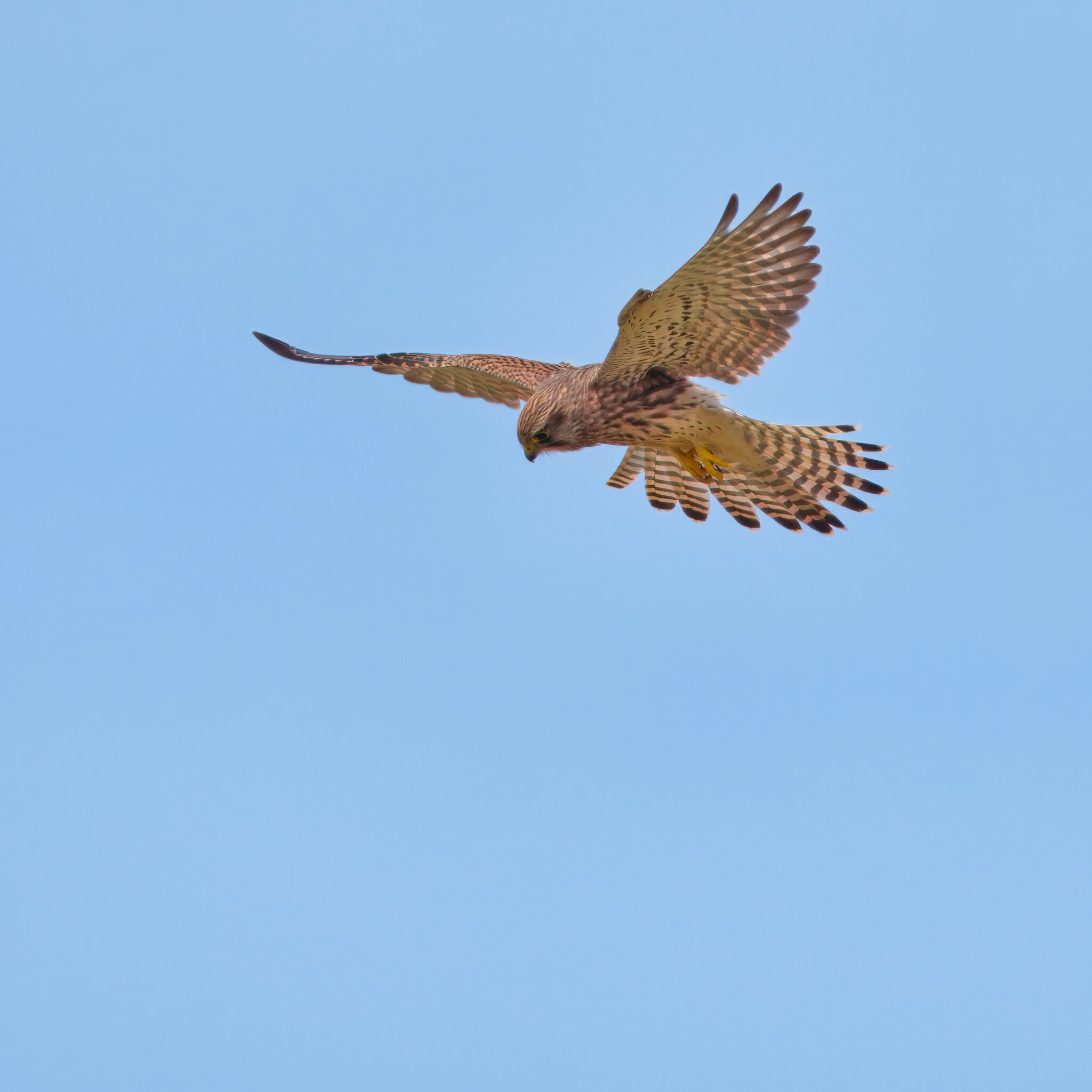 DSC01603 - Kestral.jpeg