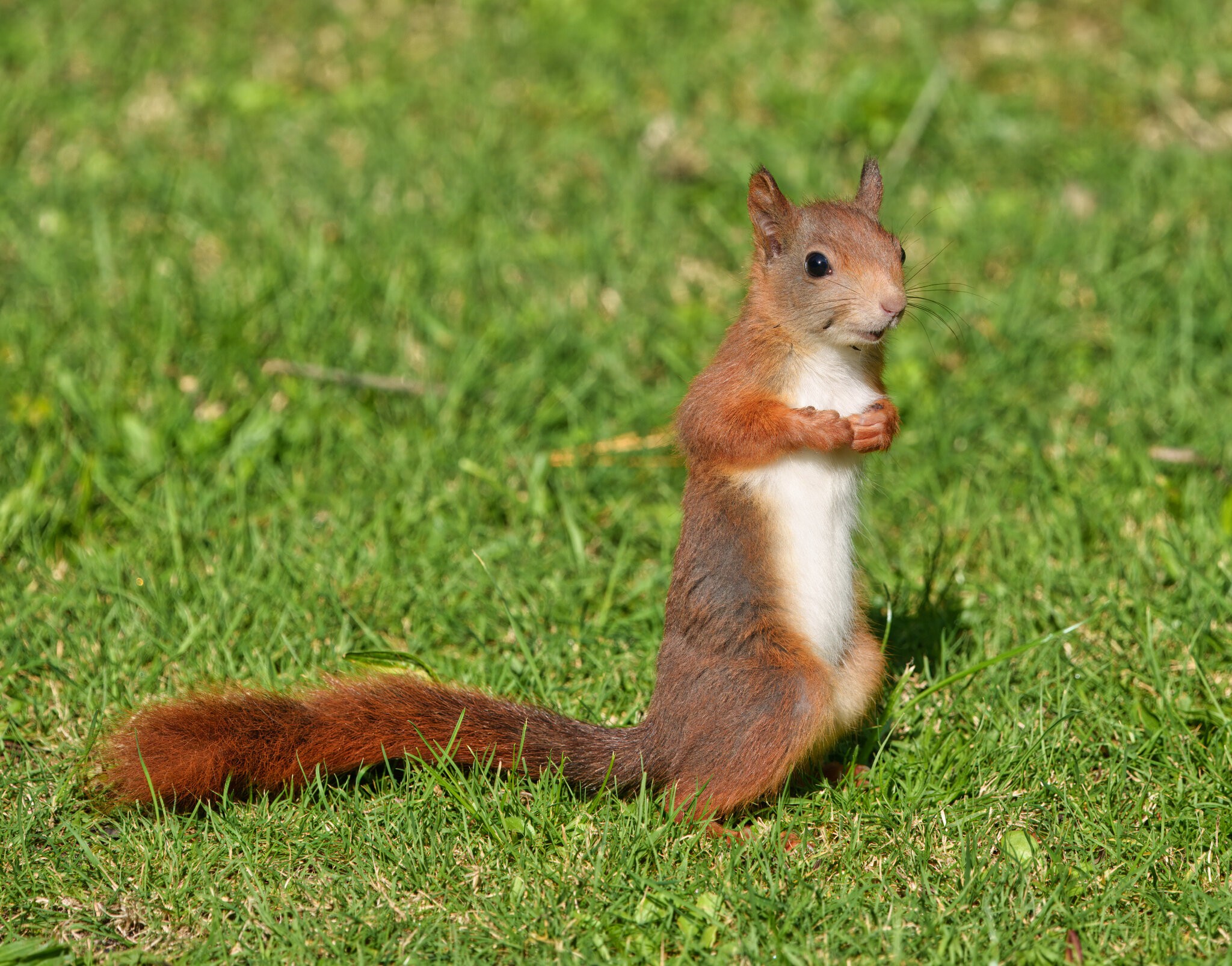 DSC01617 - Red Squirrel.jpeg