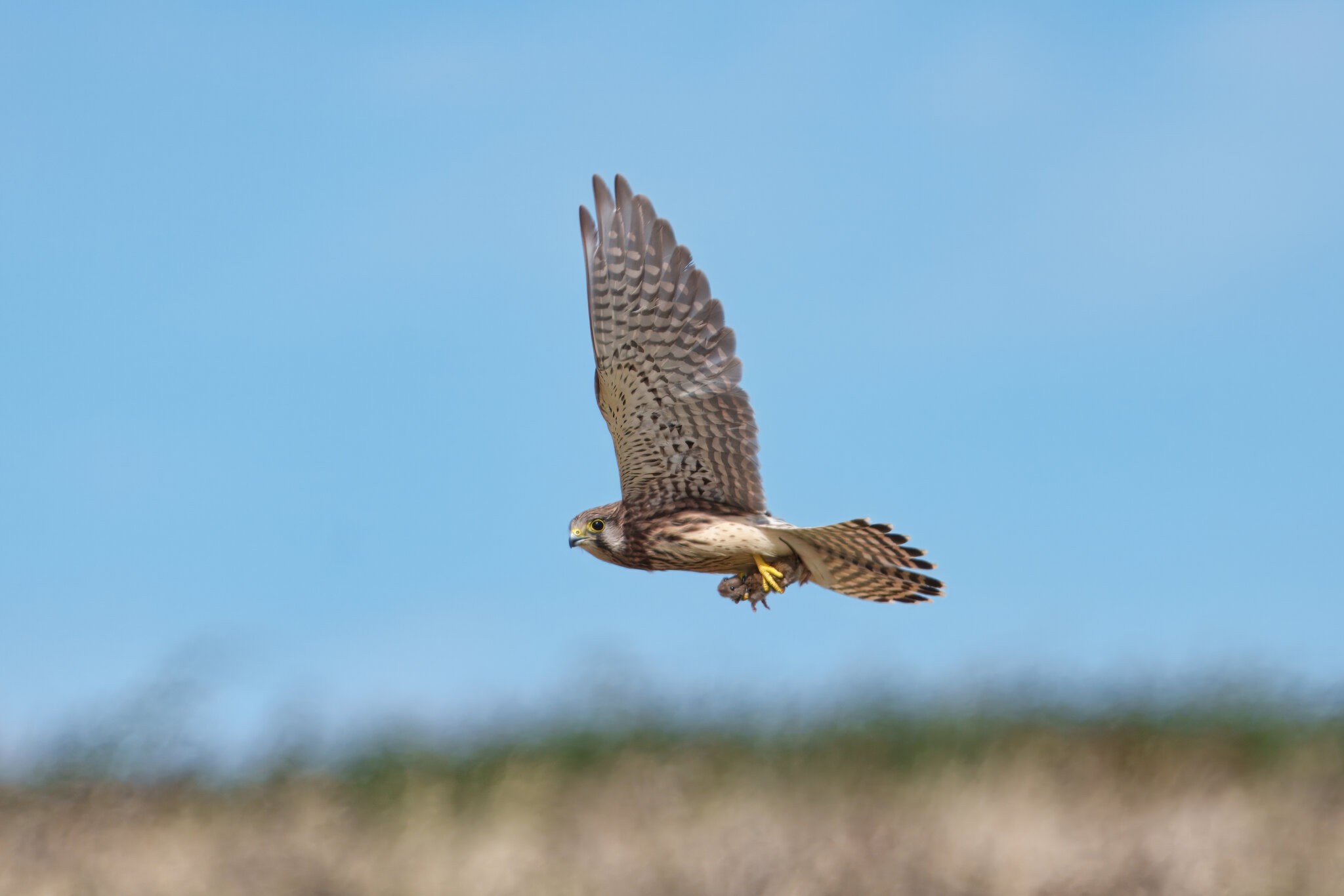 DSC01631 - Kestral.jpeg