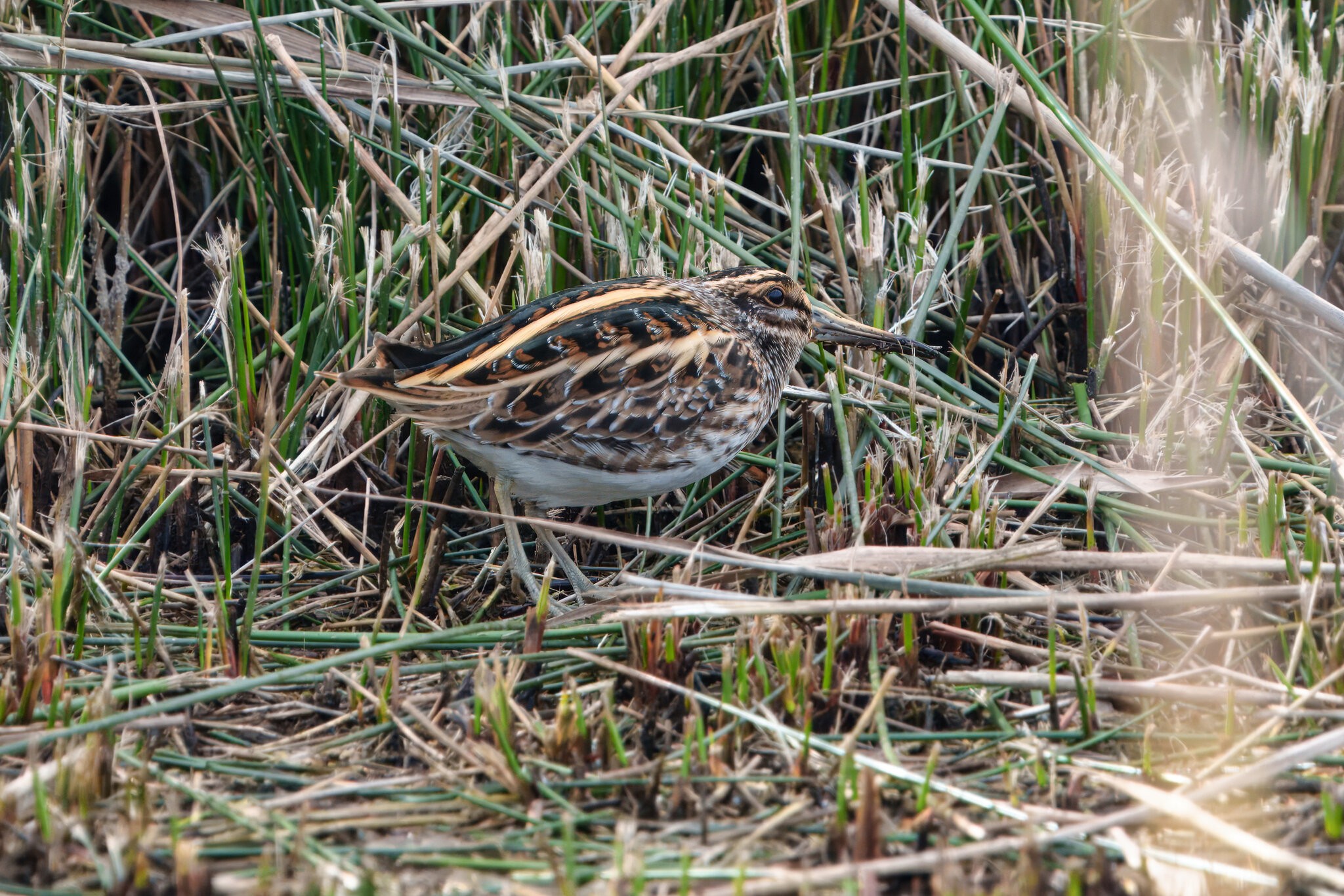 DSC02200 - Jack Snipe.jpeg