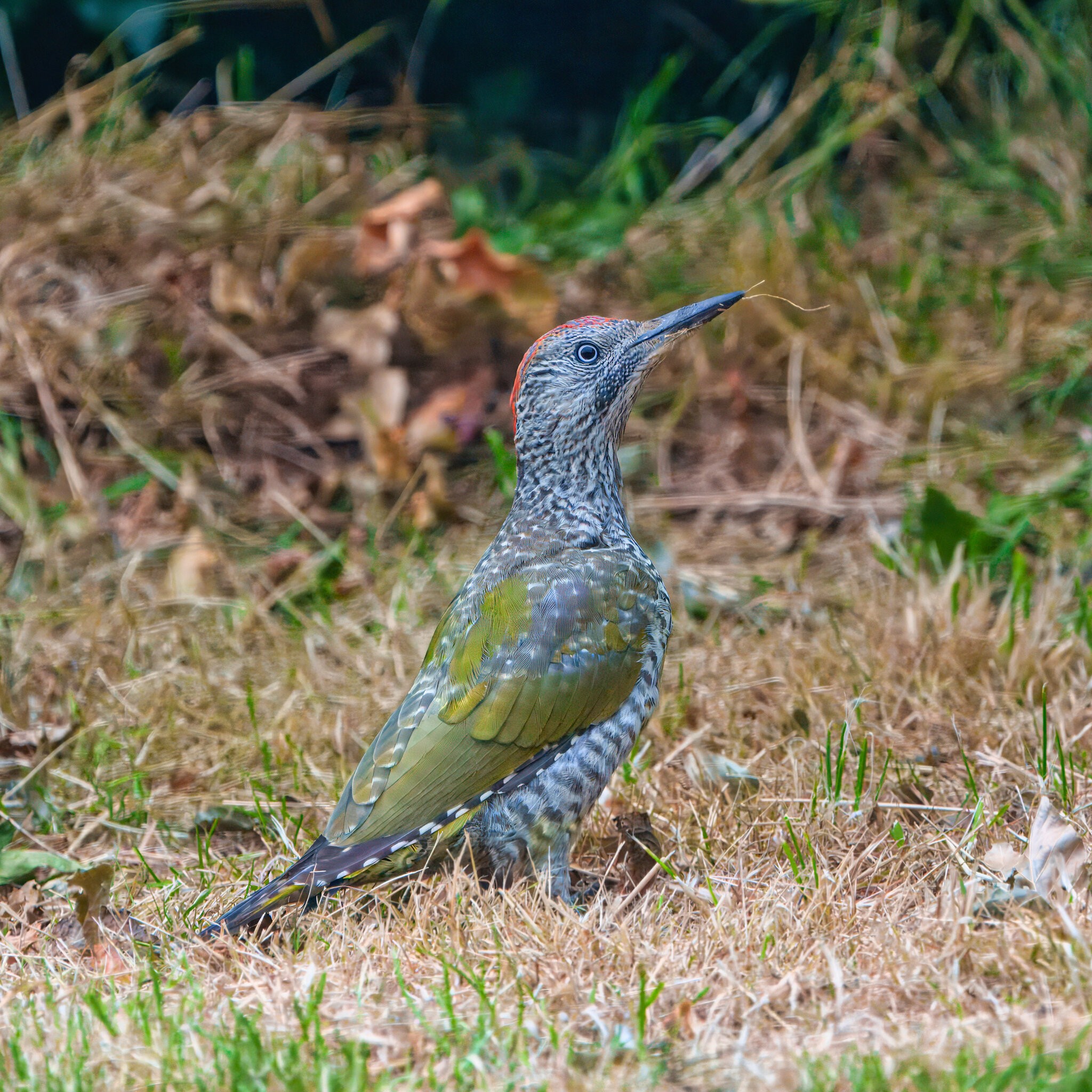 DSC02397 - Green Woodpecker - Juvenile.jpeg