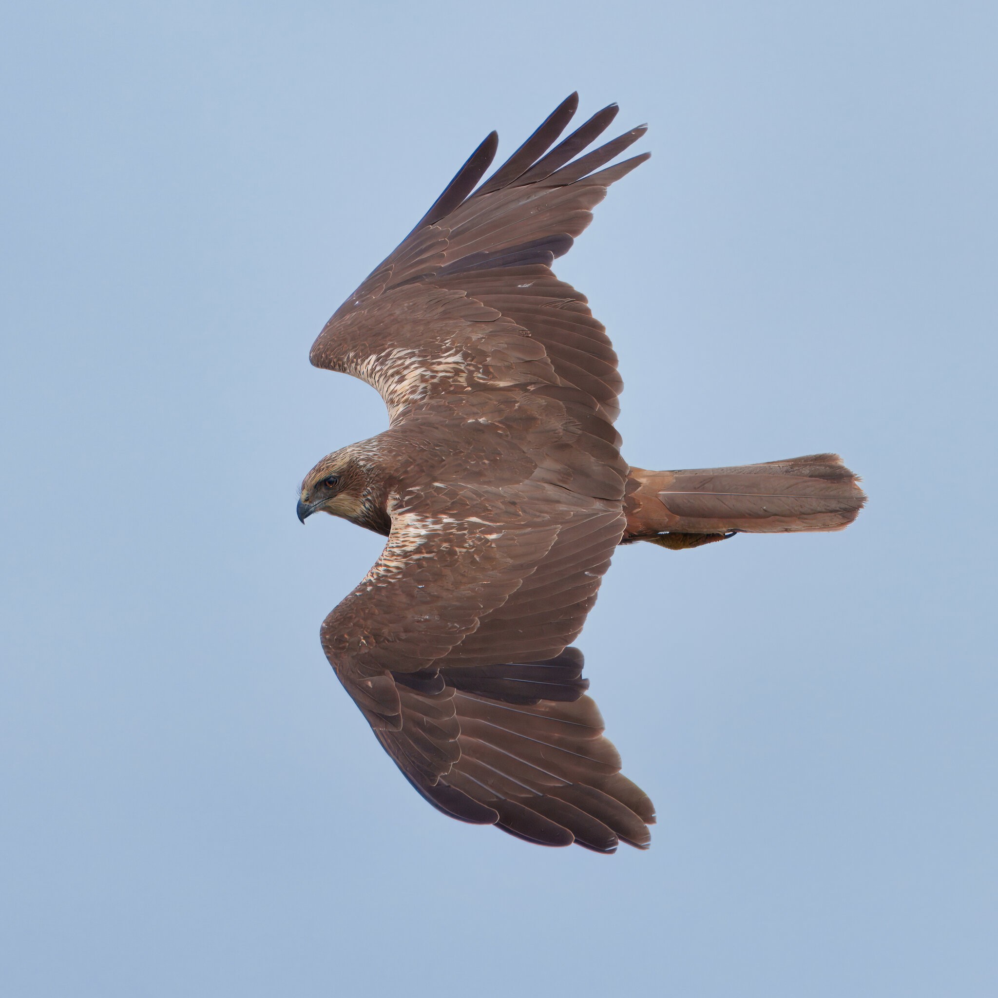 DSC04457 - Marsh Harrier (Female).jpeg