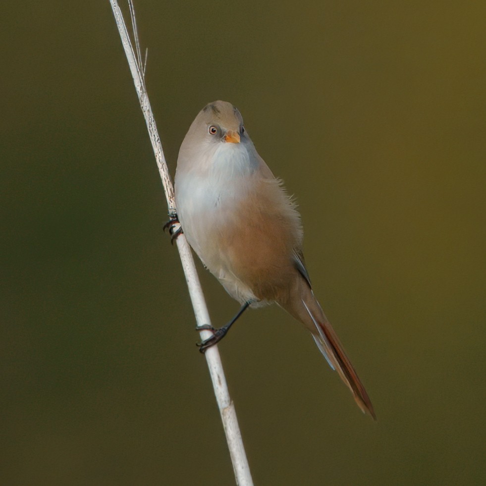 DSC04799 - Bearded Tit (Female).jpeg