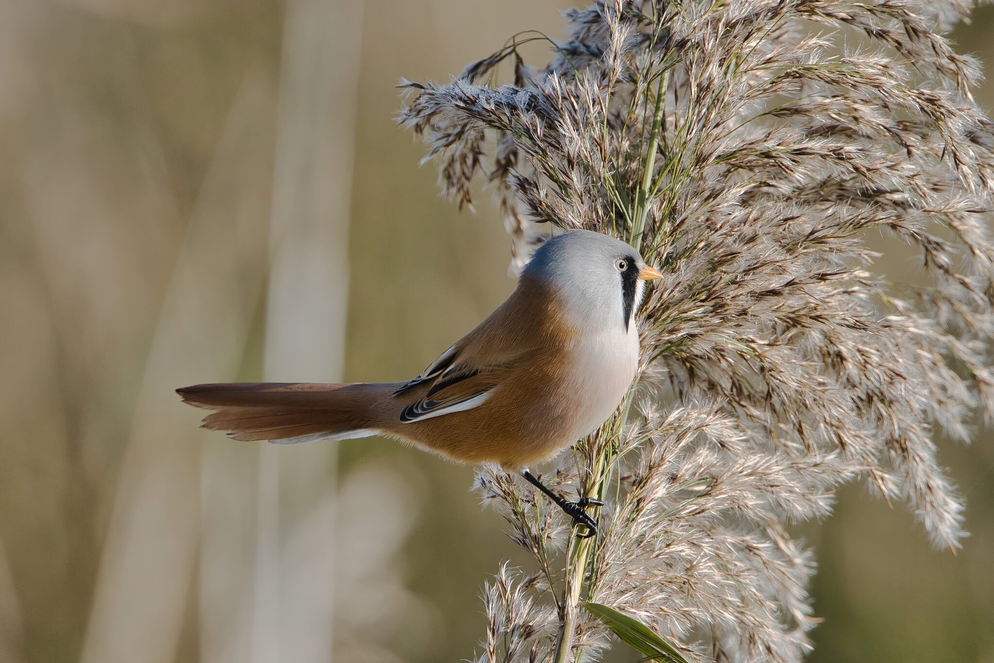 DSC05418 Male Bearded Tit.jpeg