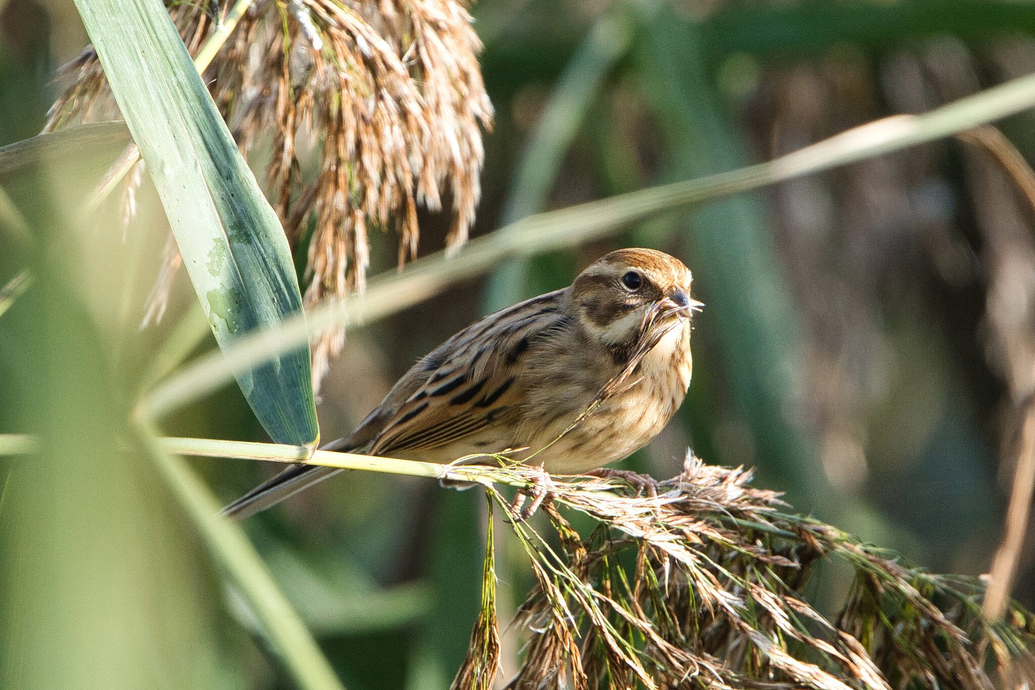 DSC05526 - female reed bunting.jpeg