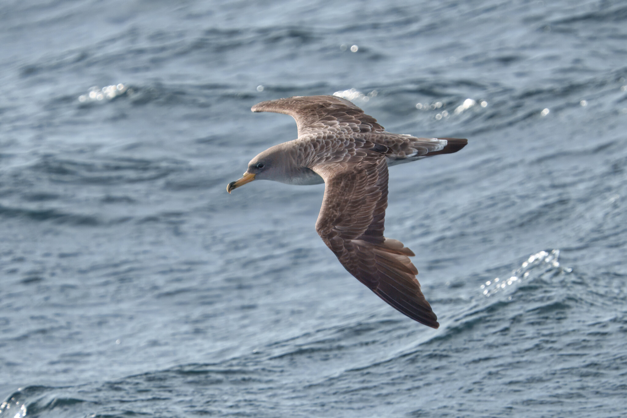 DSC05919 - Cory's Shearwater.jpeg