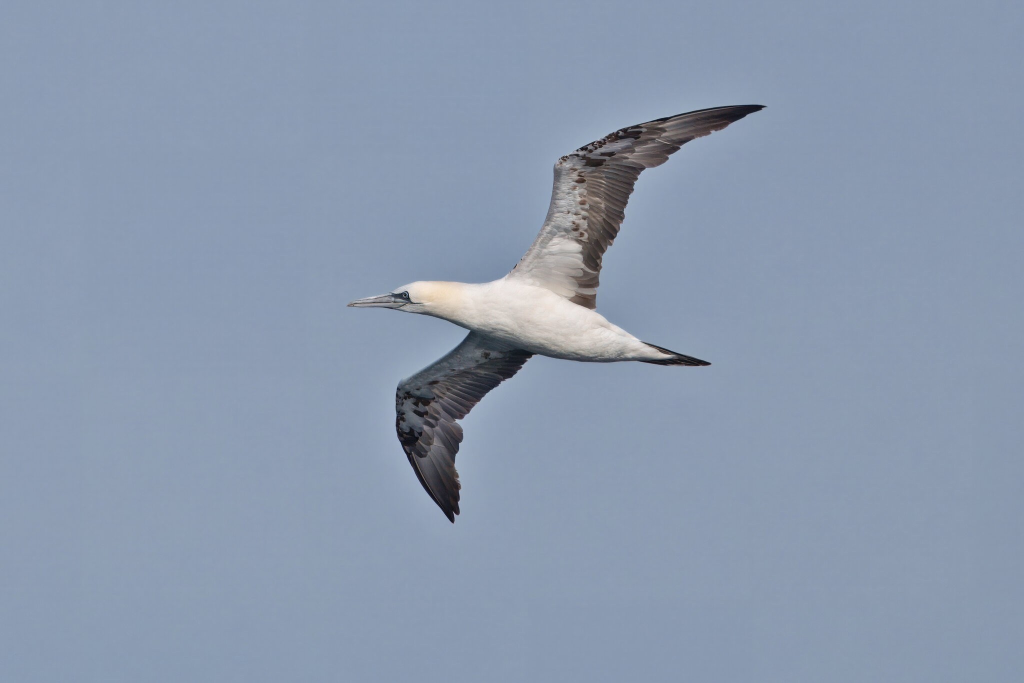 DSC06353 - Gannet flying.jpeg