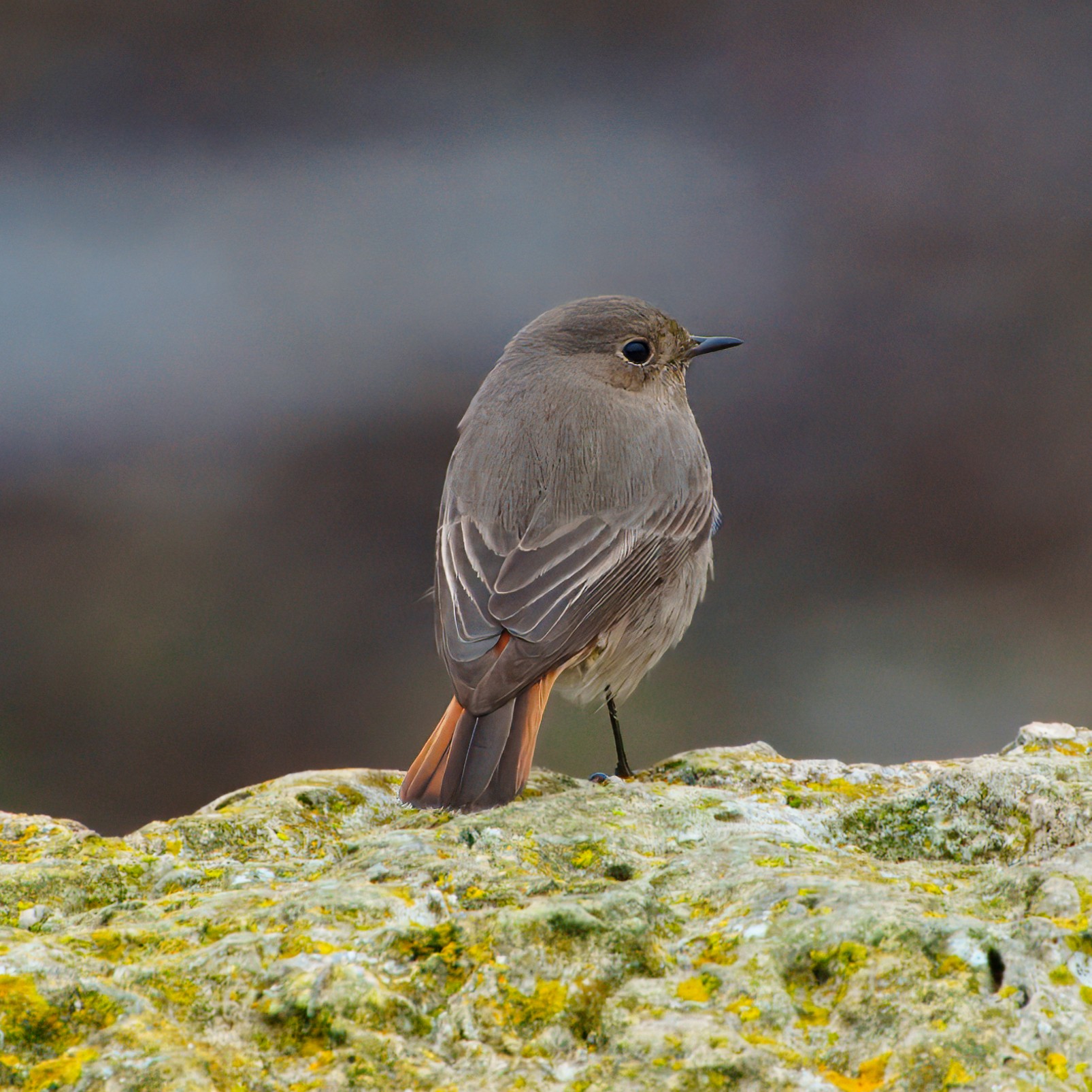 DSC06619 - Black Redstart.jpeg