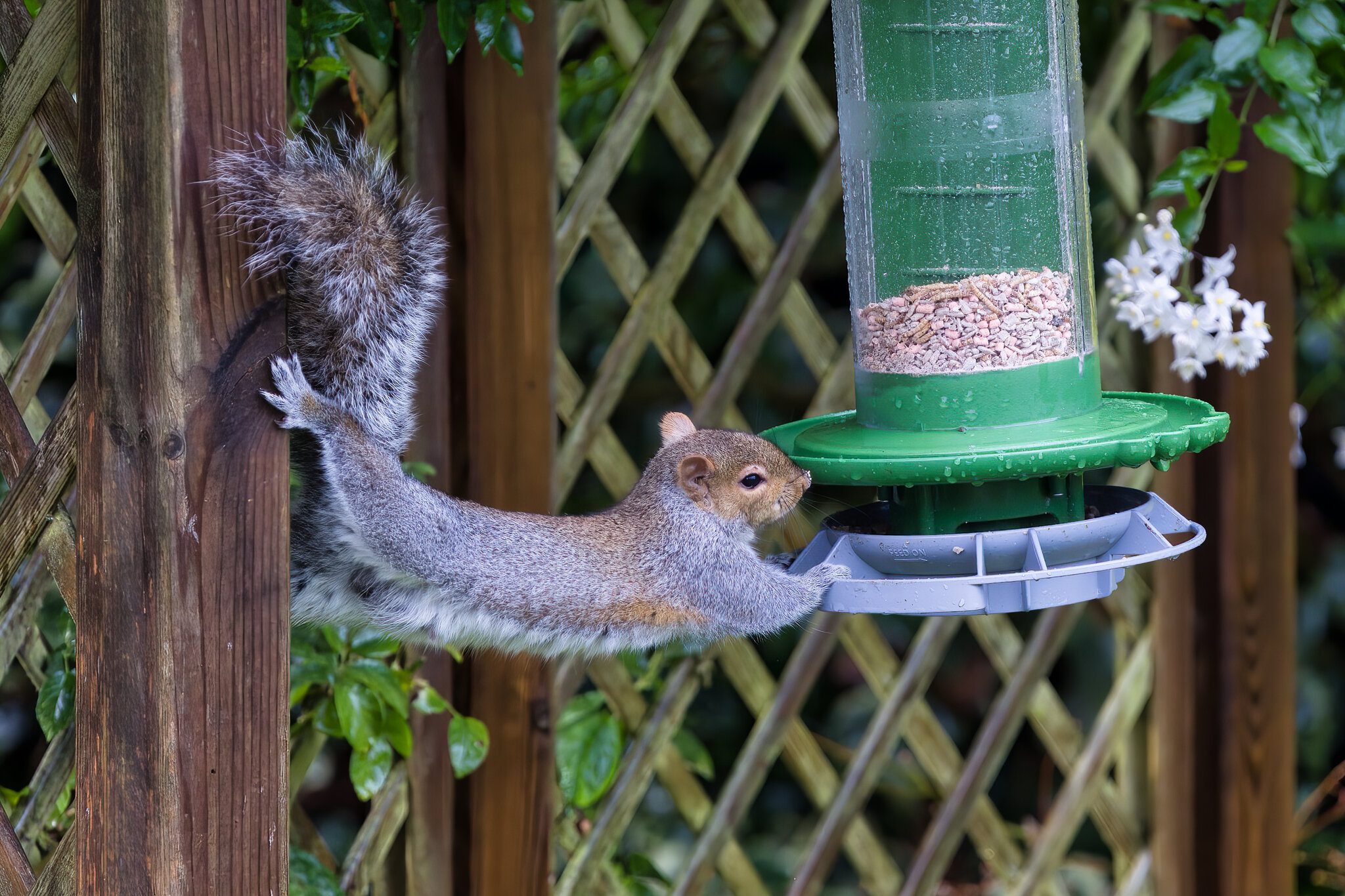 DSC06912-Squirrel on feeder.jpeg