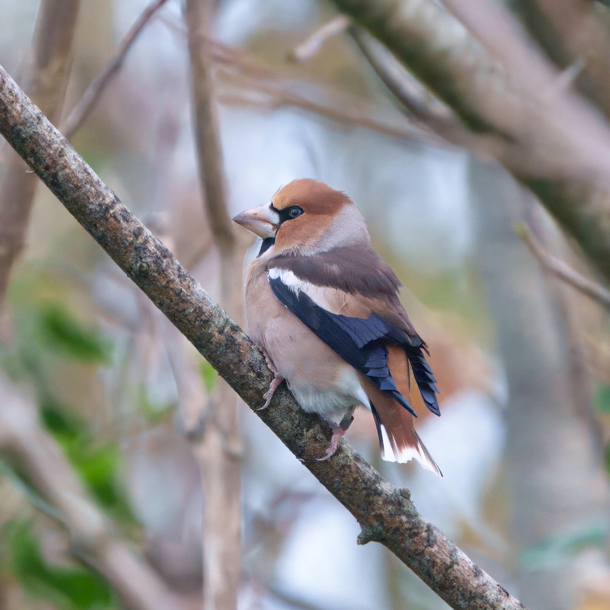 DSC06961 - Hawfinch.jpeg