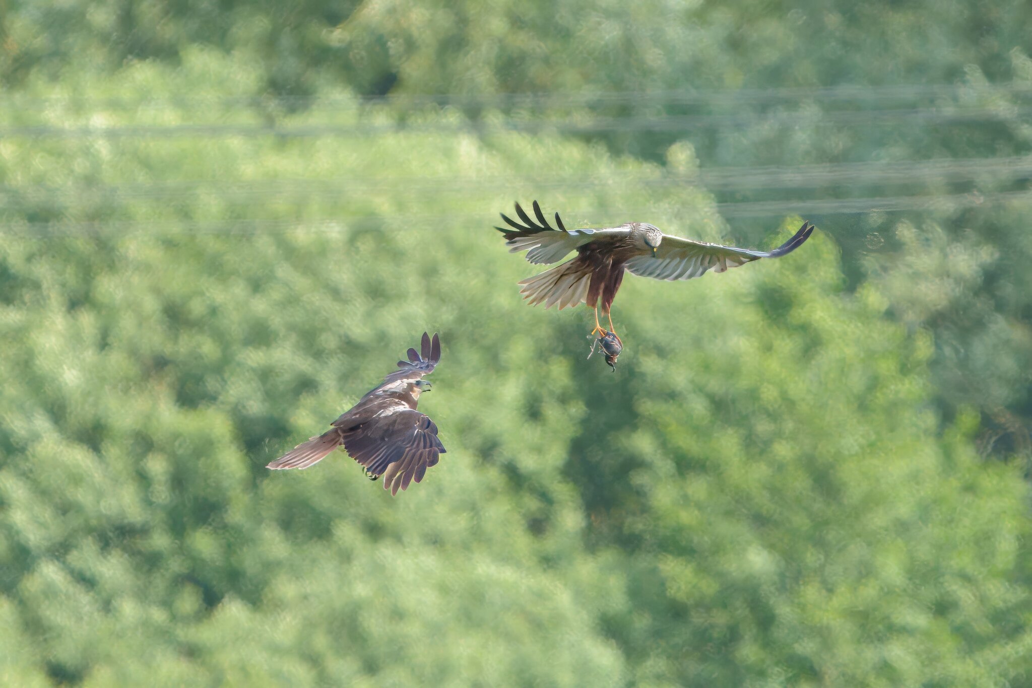 DSC07103 - Marsh Harrier food pass.jpeg