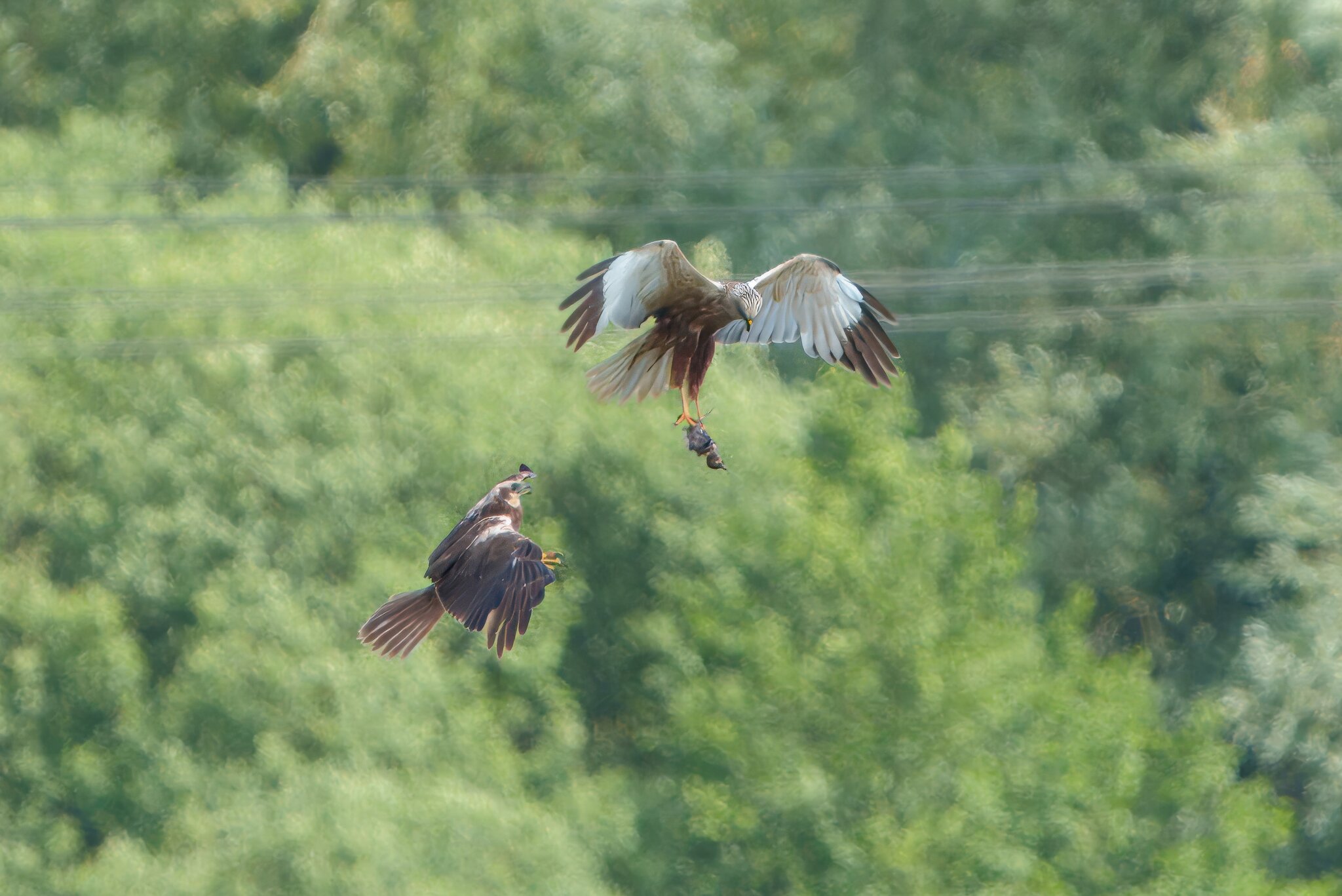 DSC07104 - Marsh Harrier food pass.jpeg