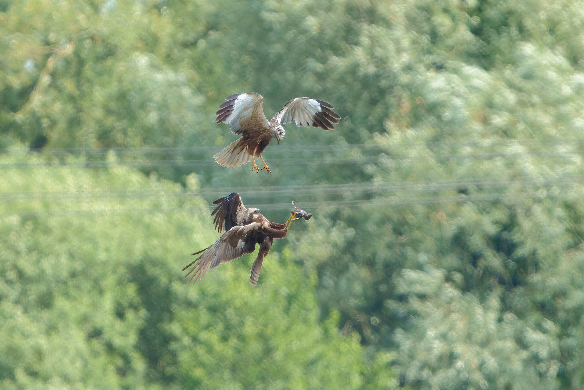 DSC07107 - Marsh Harrier food pass.jpeg