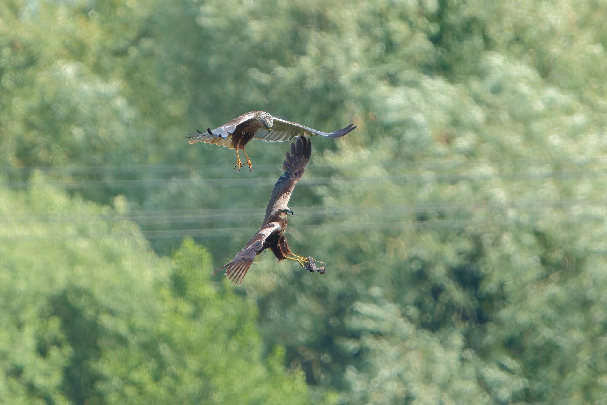 DSC07109 - Marsh Harrier food pass.jpeg