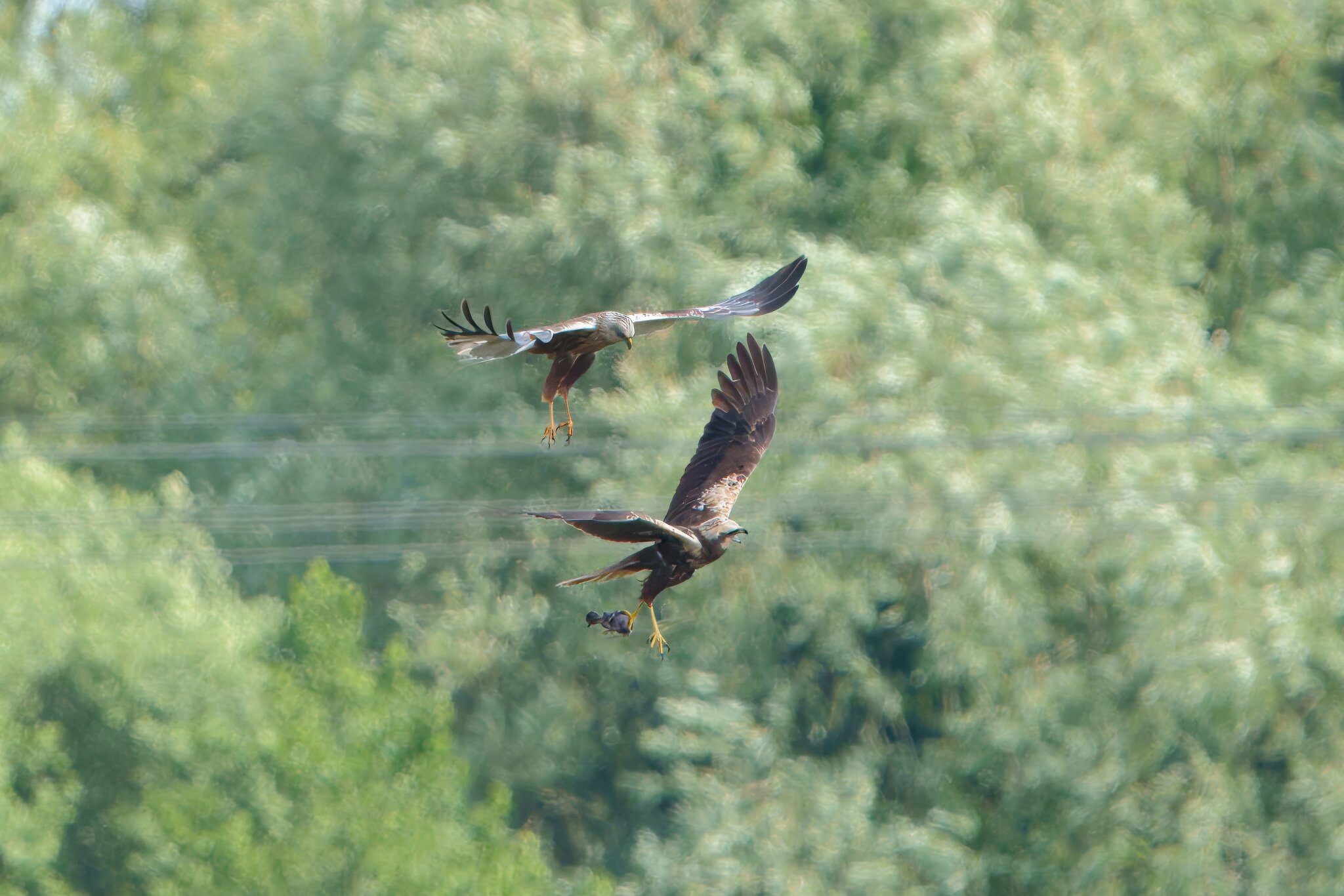 DSC07112 - Marsh Harrier food pass.jpeg