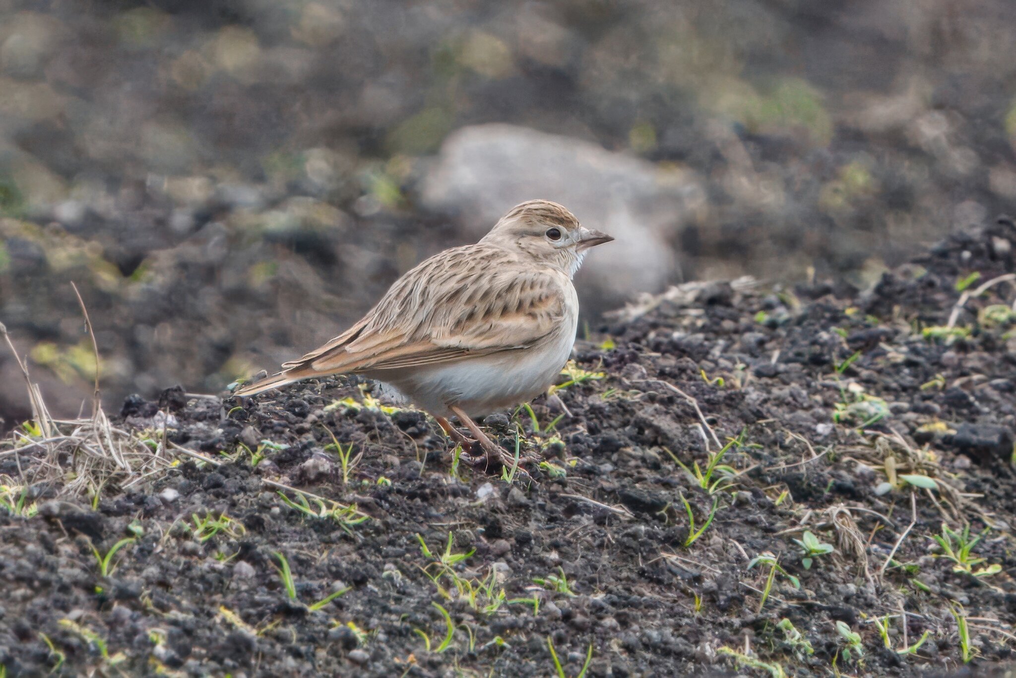 DSC07171 - Greater Short-toed lark.jpeg