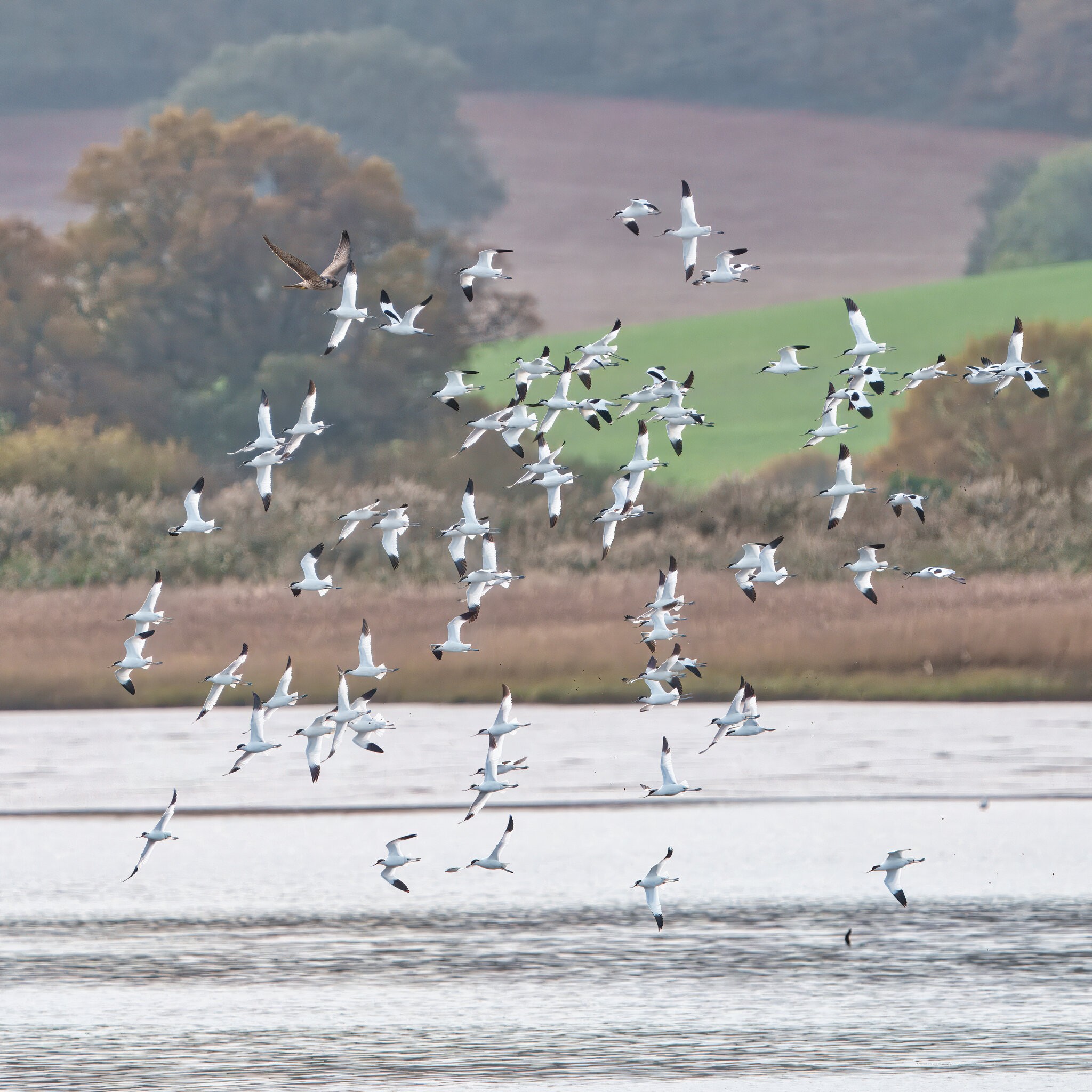 DSC07811 - Avocets + Peregrine Falcon.jpeg