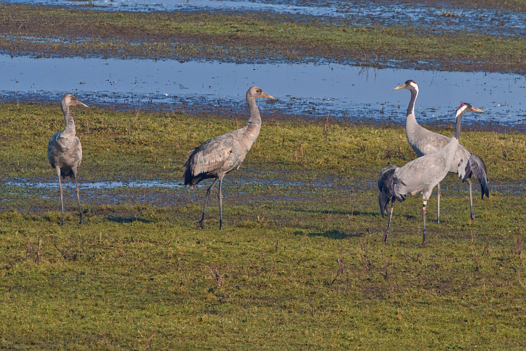 DSC08914 - Cranes.jpeg