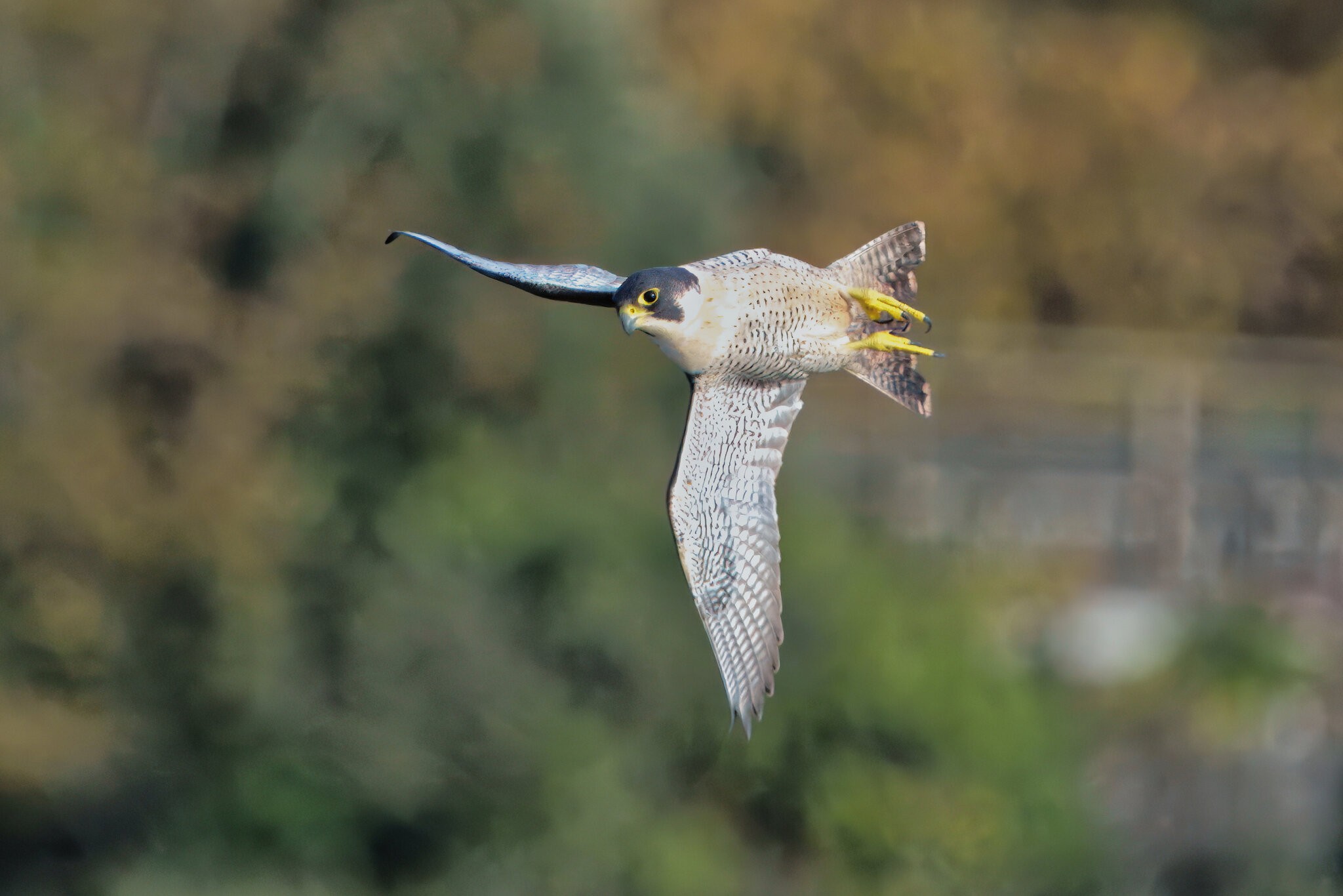 DSC08952 - Peregrine Falcon.jpeg