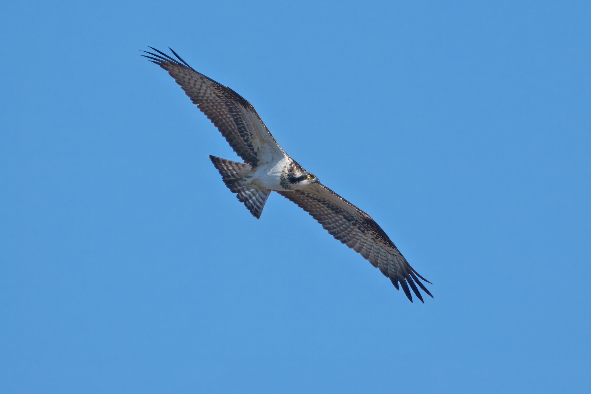 DSC09199 - Osprey.jpeg