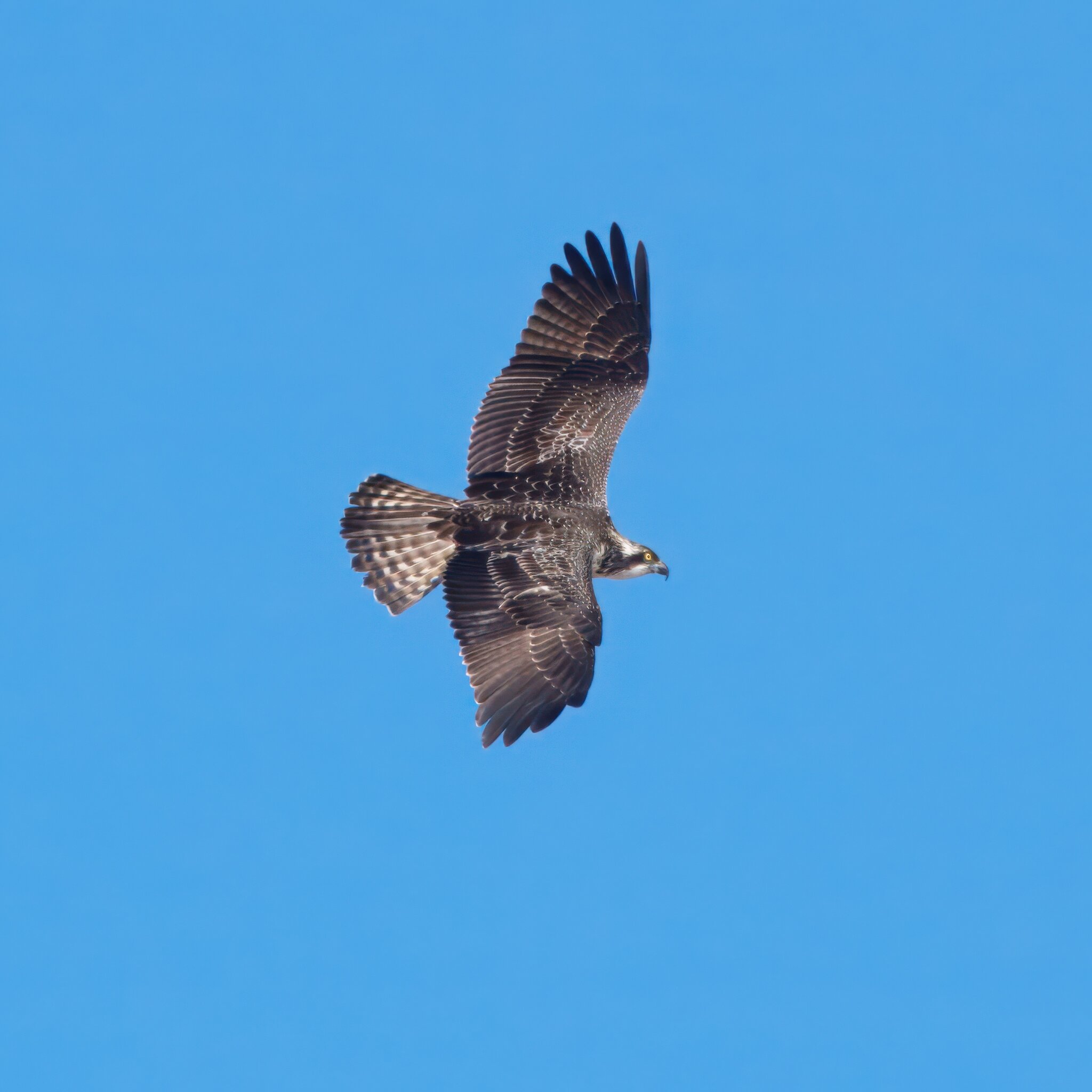 DSC09327 - Osprey.jpeg