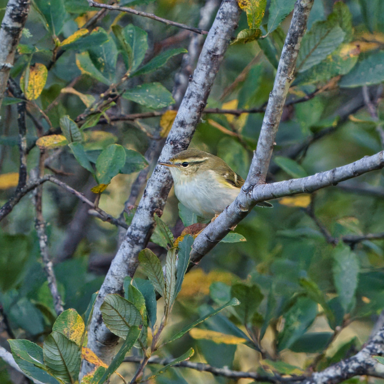 DSC09503 - Yellow-browed Warbler.jpeg