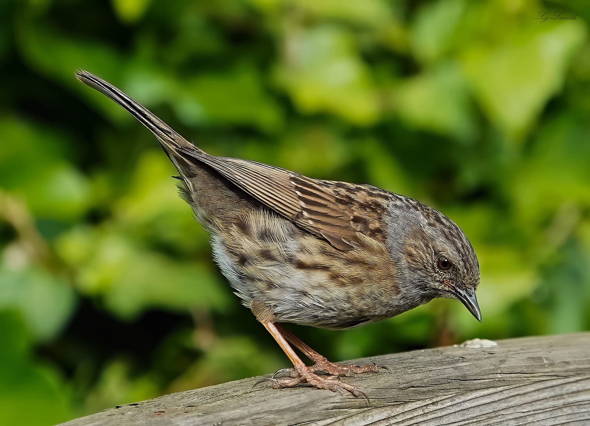 dunnock 2022 3.jpg