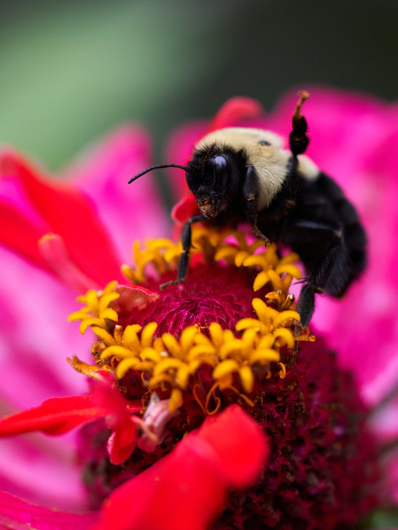 Eastern Carpenter Bee - Winterhur - 10242020 - 01.jpg