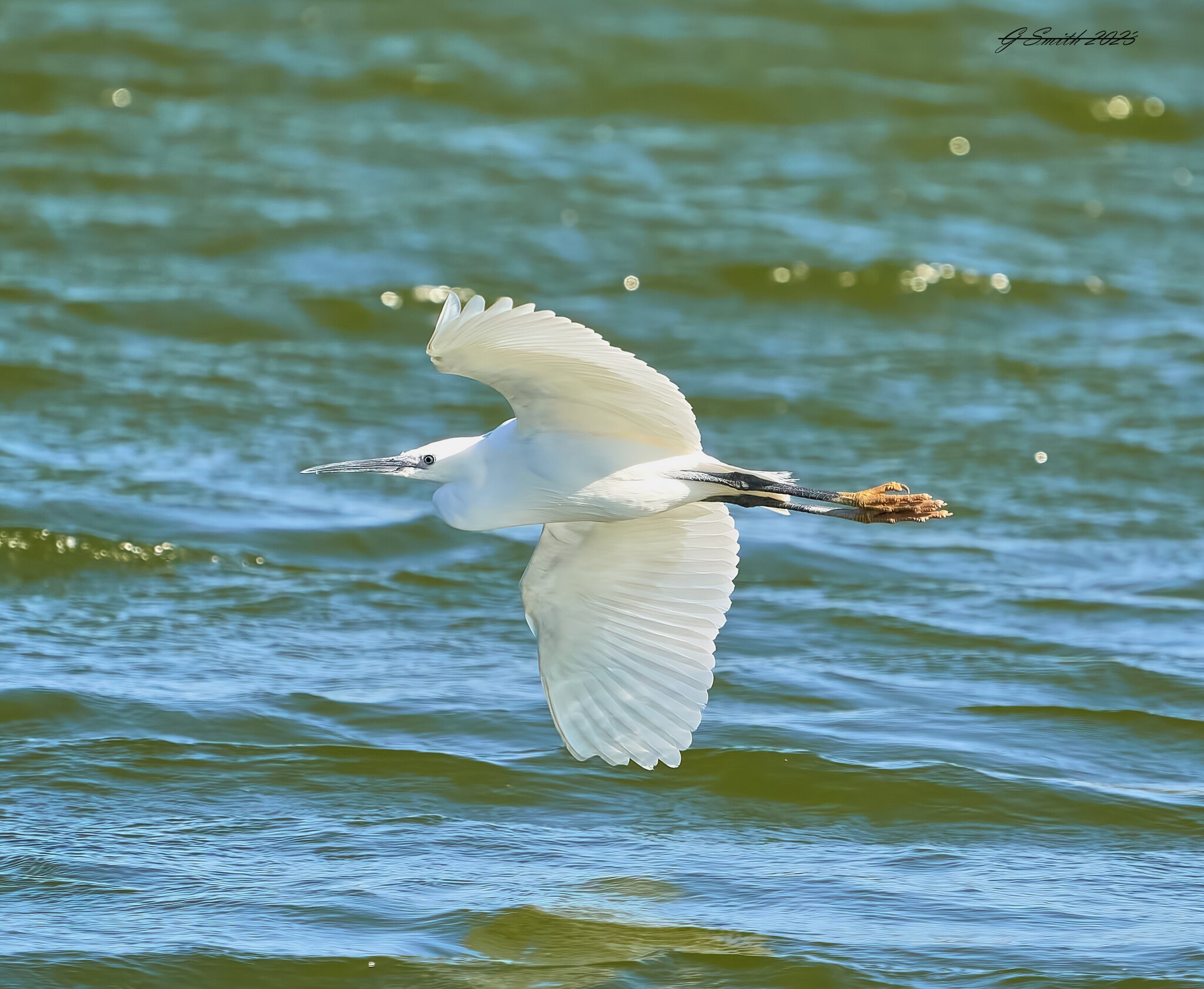 egret 2023 17.jpg