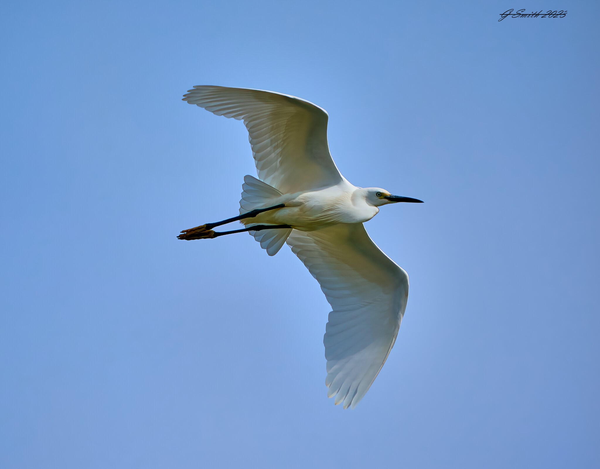 egret 2023 22.jpg